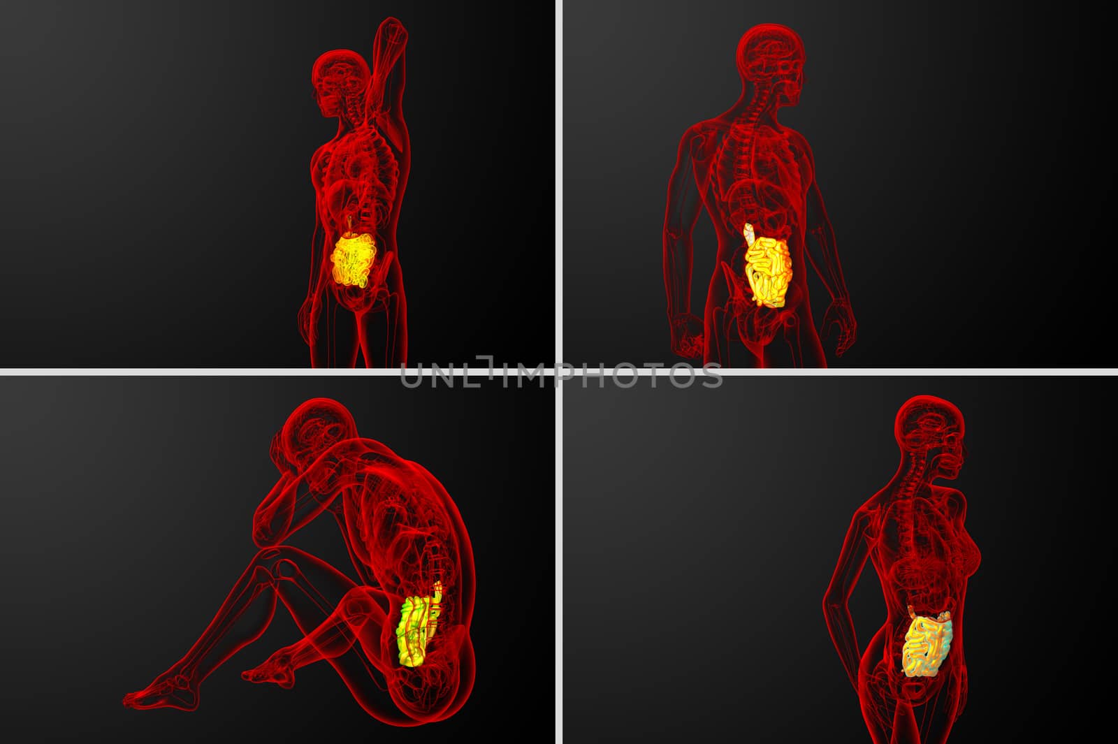 3d rendering  illustration of the small intestine