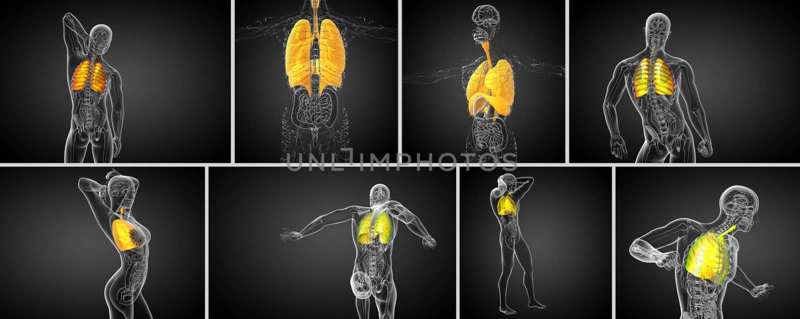 3d rendering medical illustration of the human respiratory system 