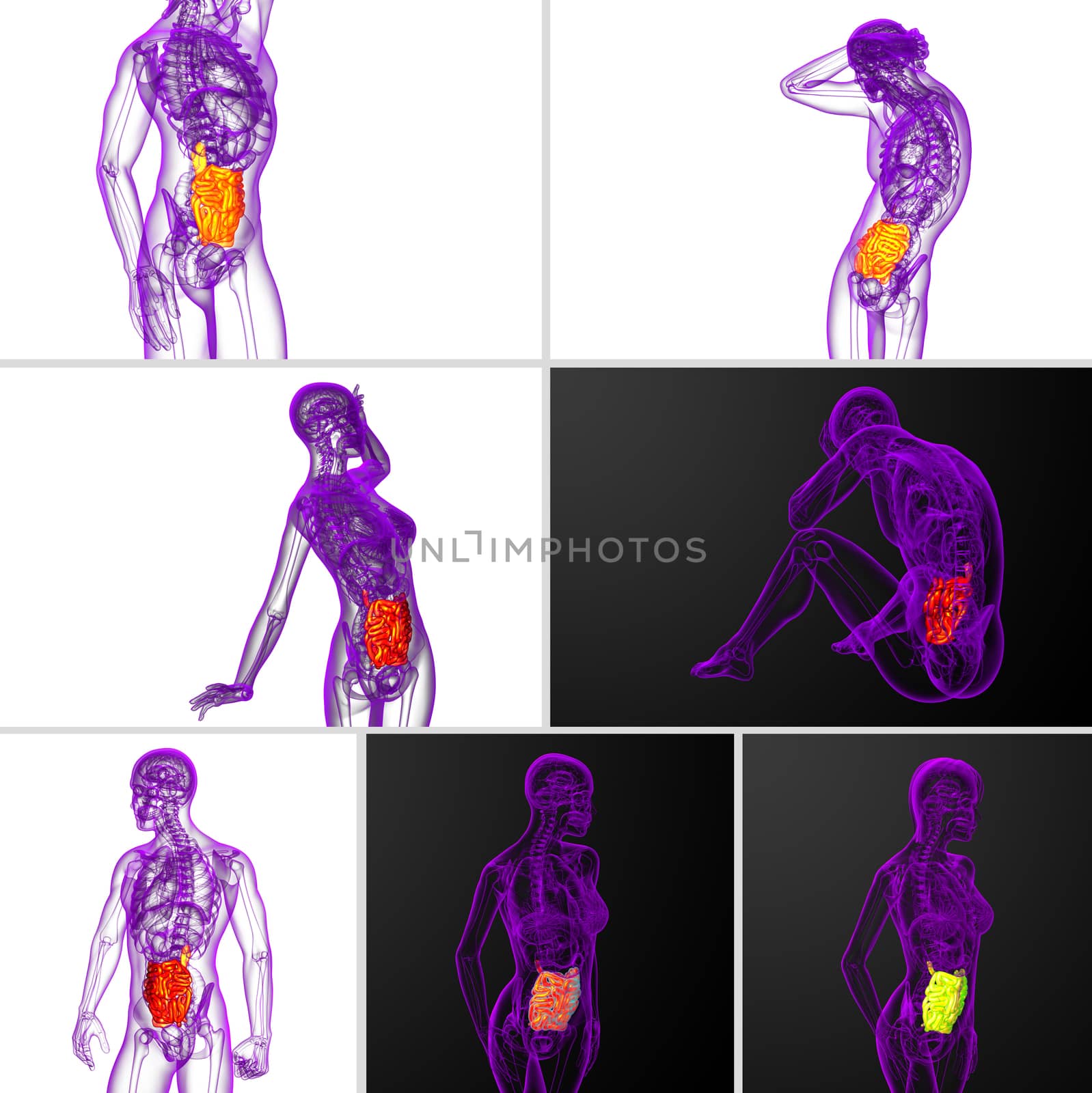 3d rendering  illustration of the small intestine 