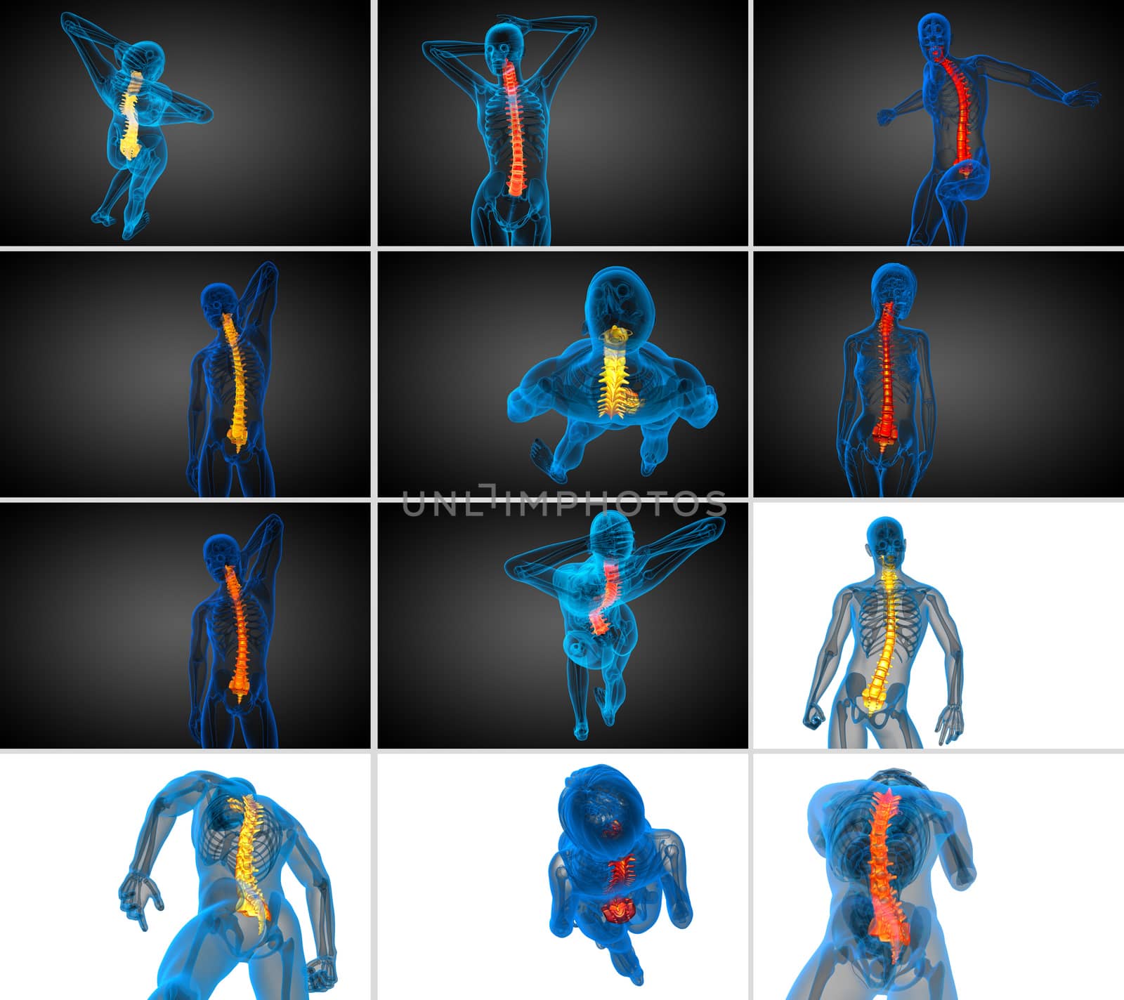 3d rendering  medical illustration of the human spine