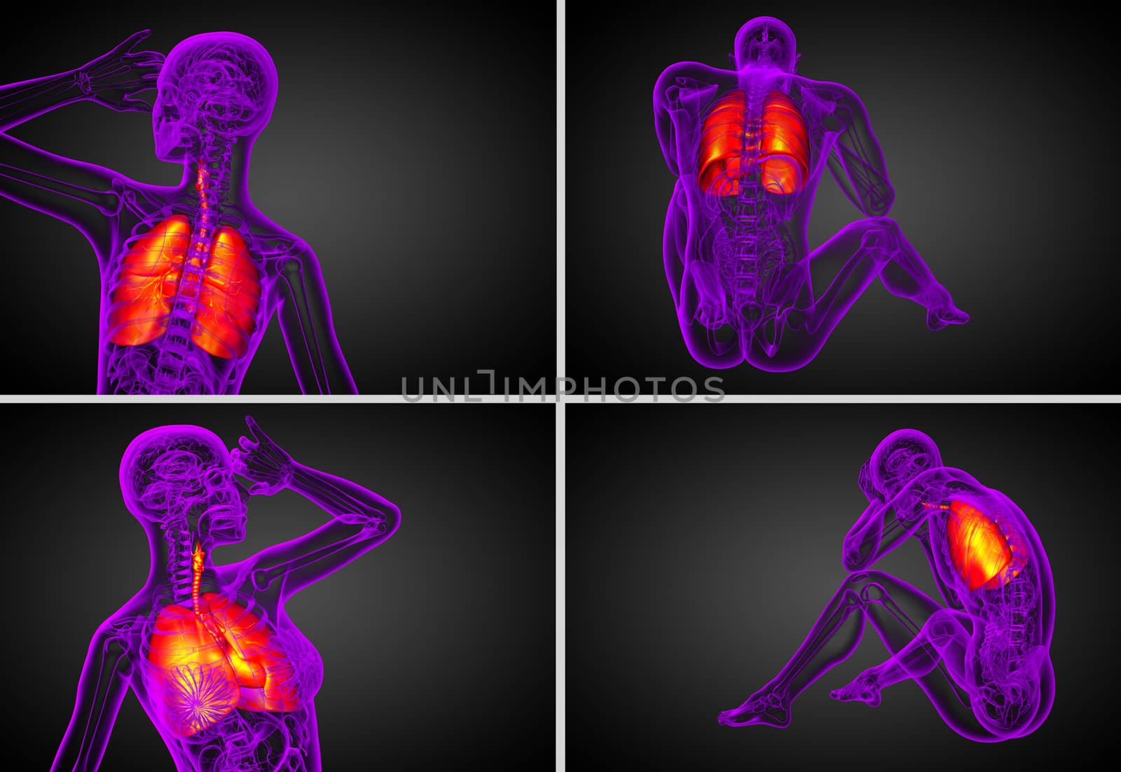 3d rendering medical illustration of the human respiratory system