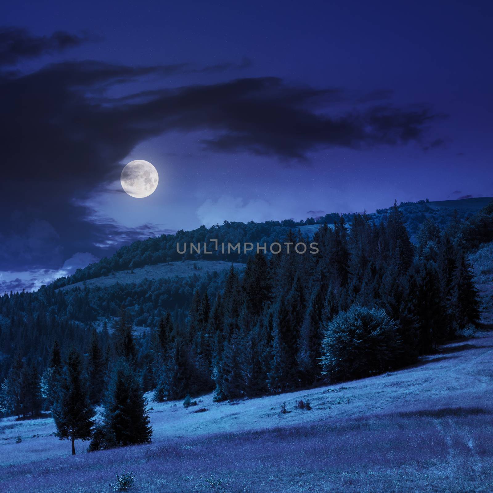 slope of mountain range with coniferous forest and meadow at night in full moon light