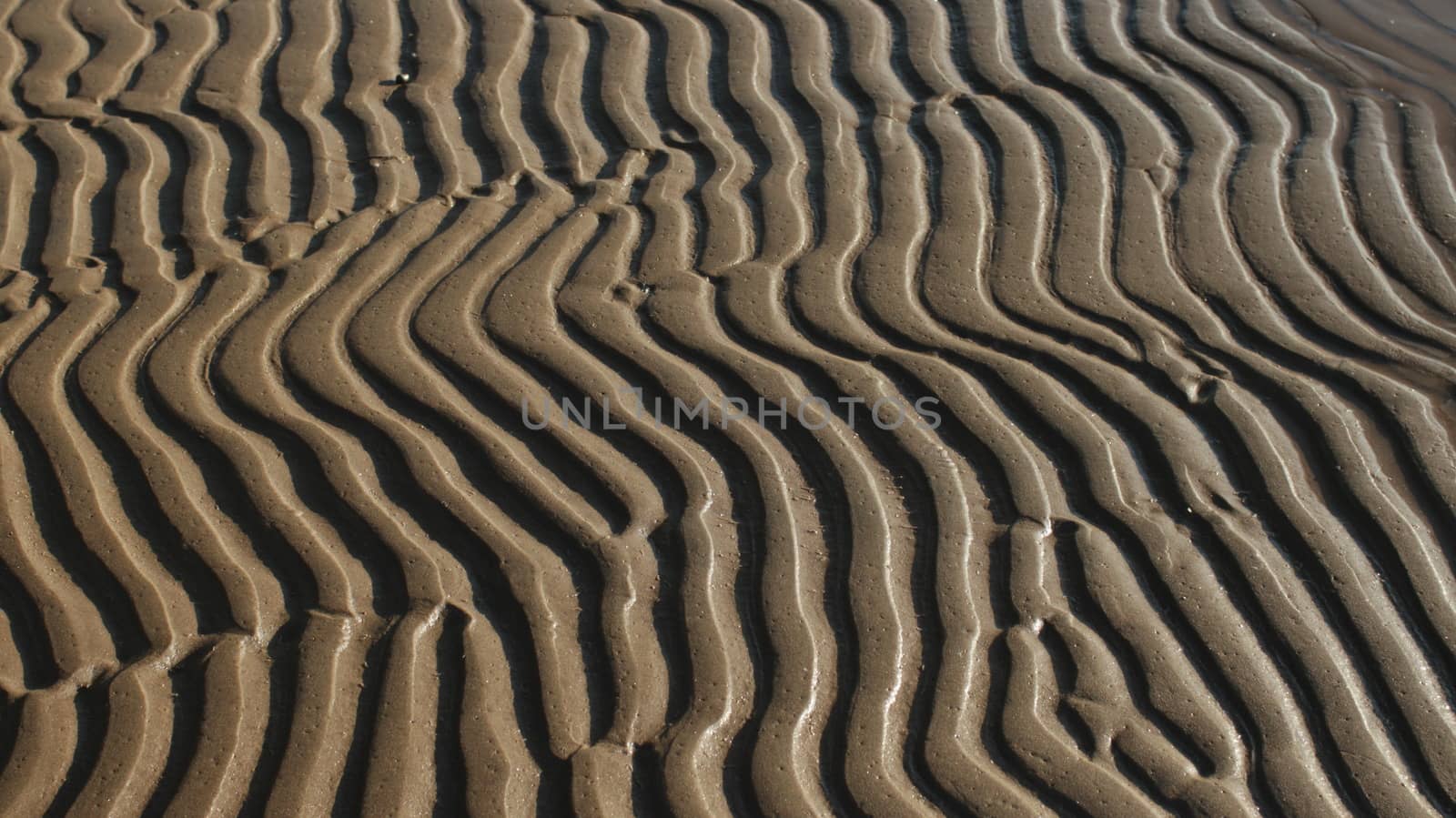 African zebra pattern in the sand abstract  background