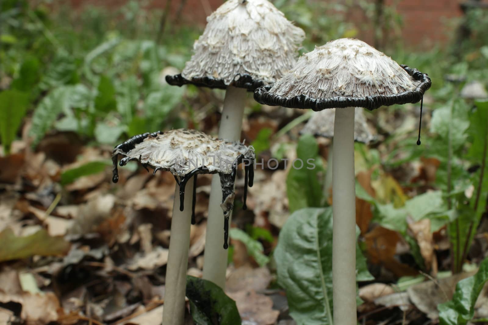 Mushroom Coprinus comatus among fallen leaves  close to