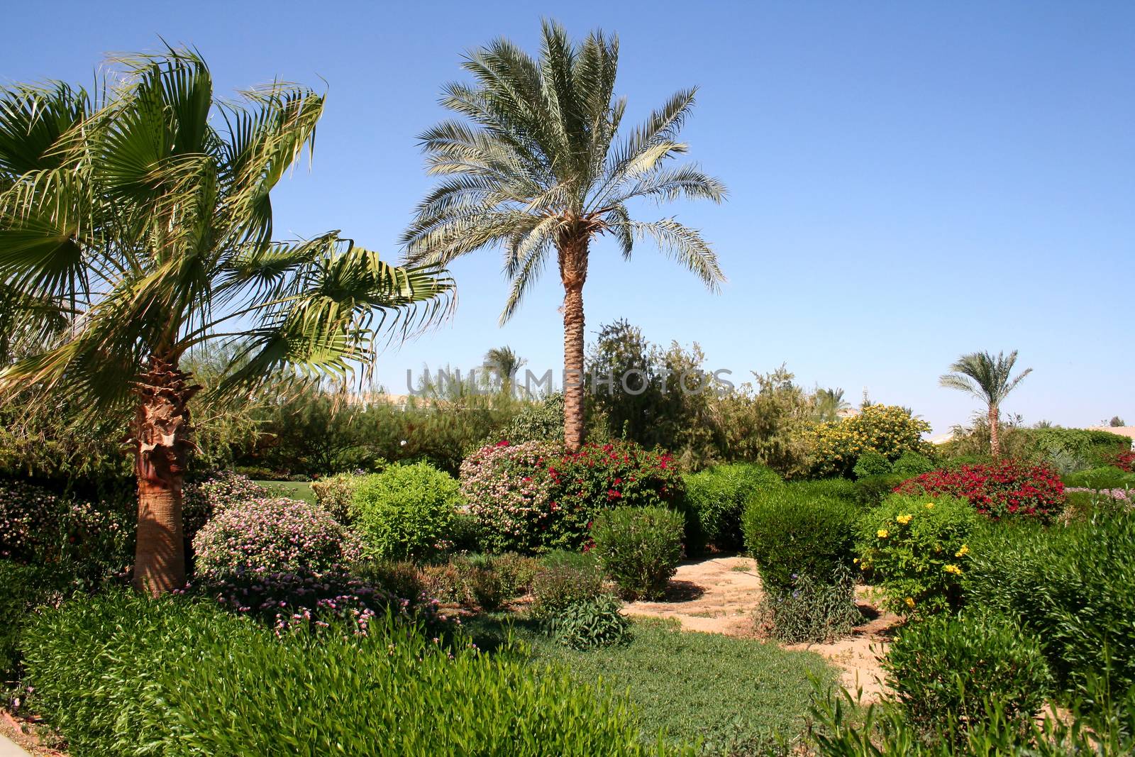 Palm trees and vegetation in hotel in Egypt