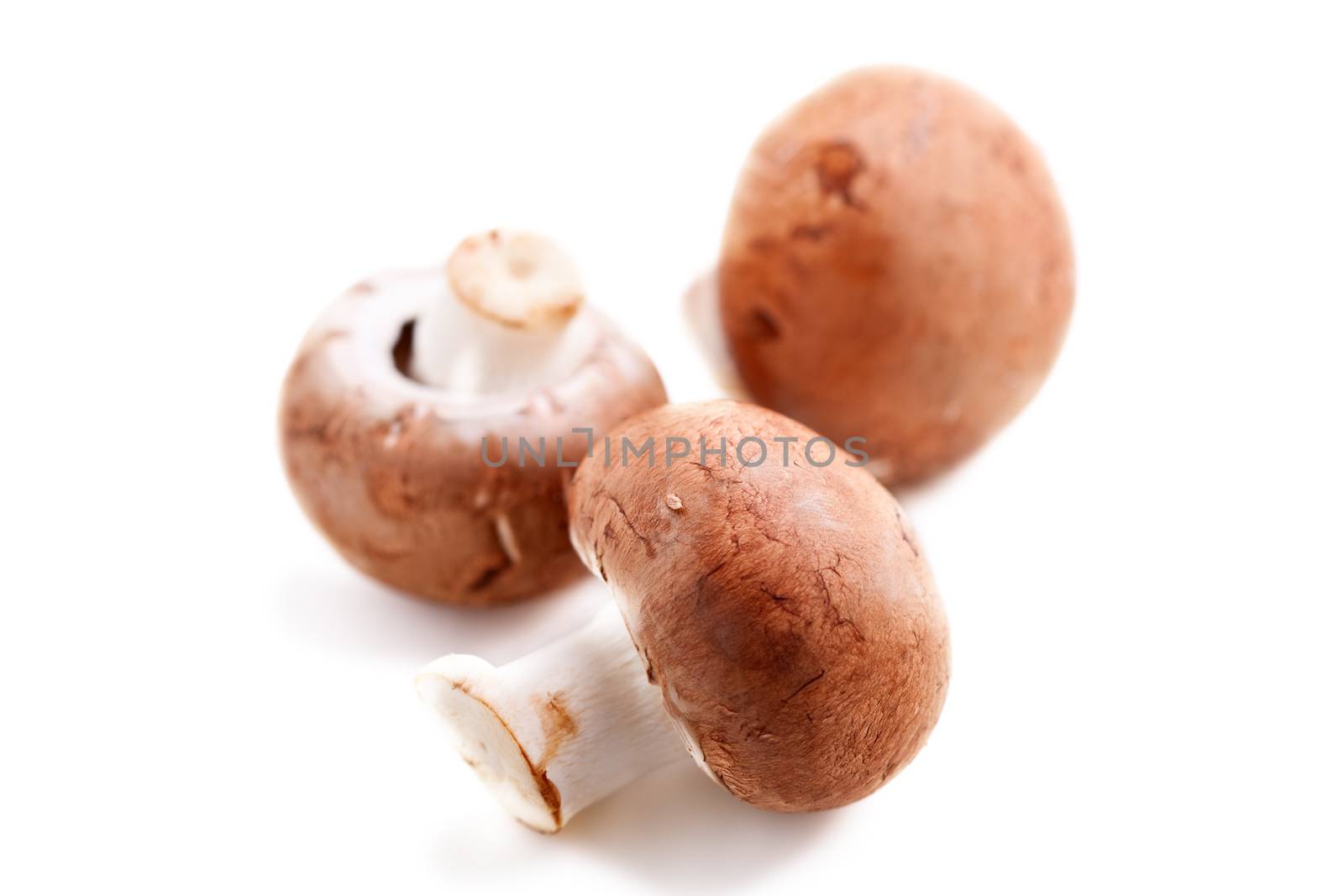 Mushrooms: Three Champignons on a white surface