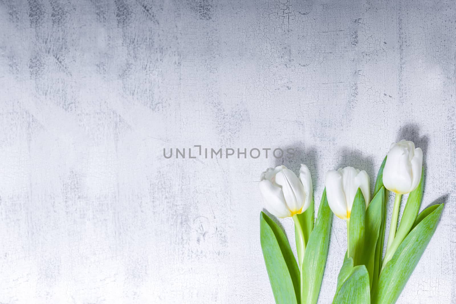 A bunch of White tulips on wooden table