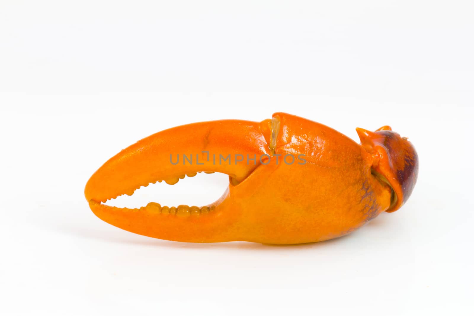 boiled crab claw  isolated on white