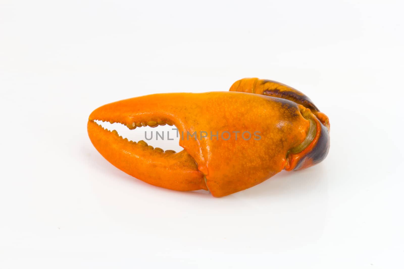 boiled crab claw  isolated on white by chingraph