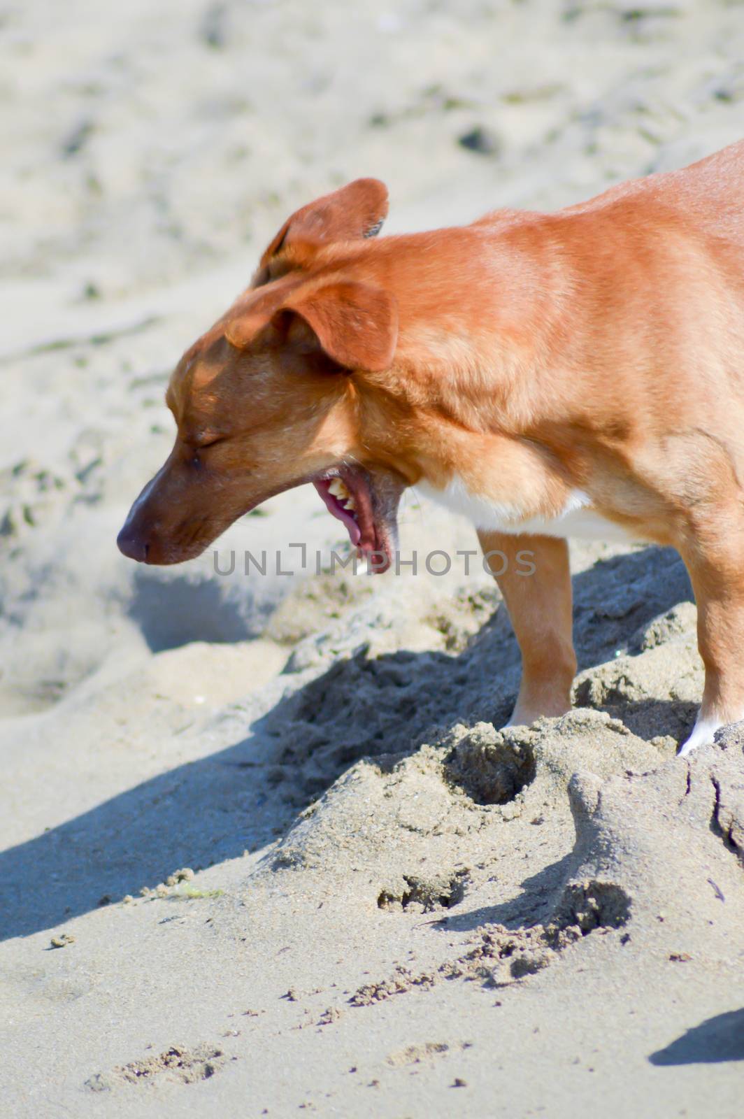 Big red dog who yawns on the sand at the beach of Malia in Crete