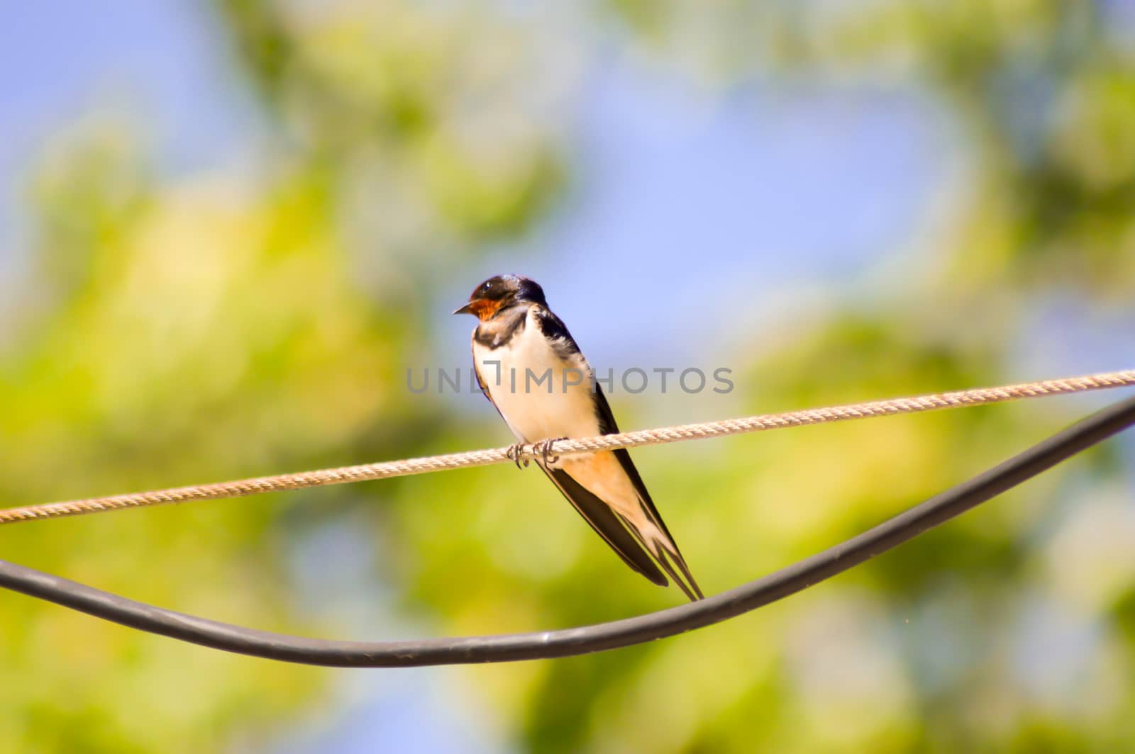 Swallow posed on an electric cable  by Philou1000