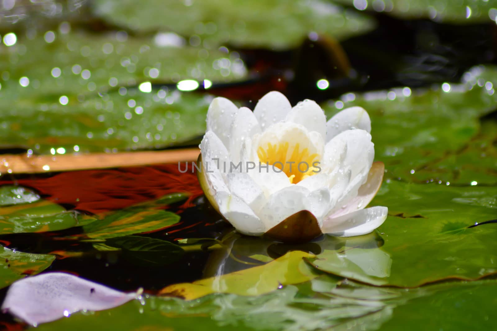 Flower and water lily leaves in a fountain on the island of Crete