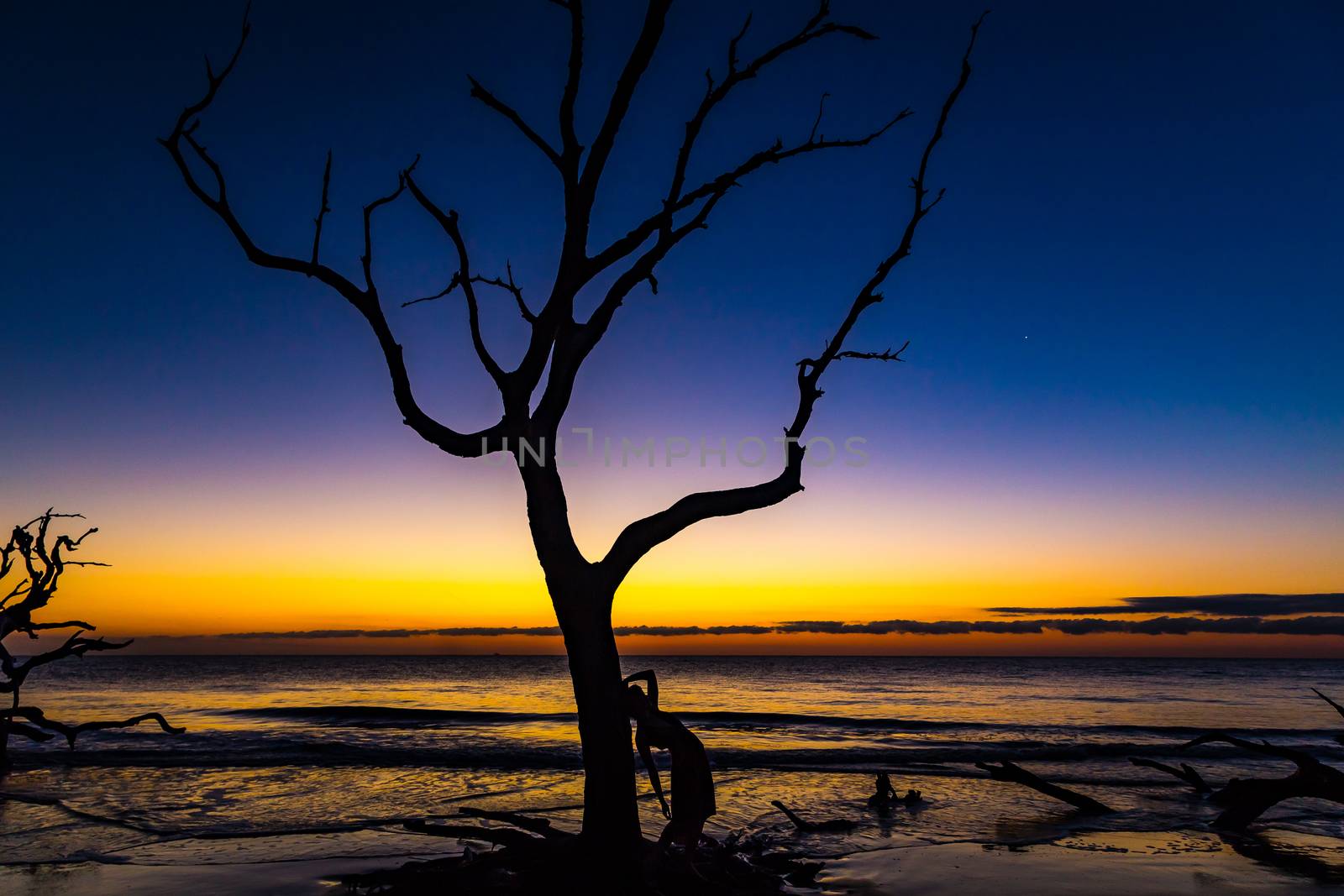 A young woman leans against a tree while waiting for the sun to rise over the ocean.