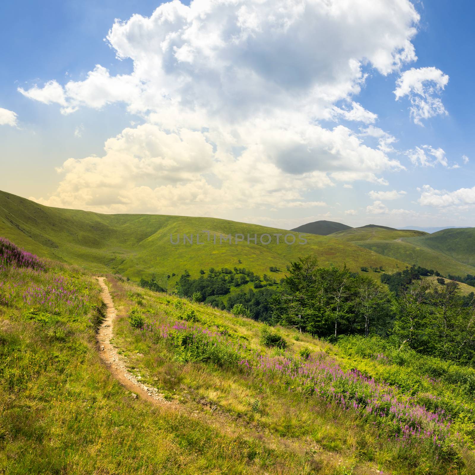 summer walks to highland by Pellinni