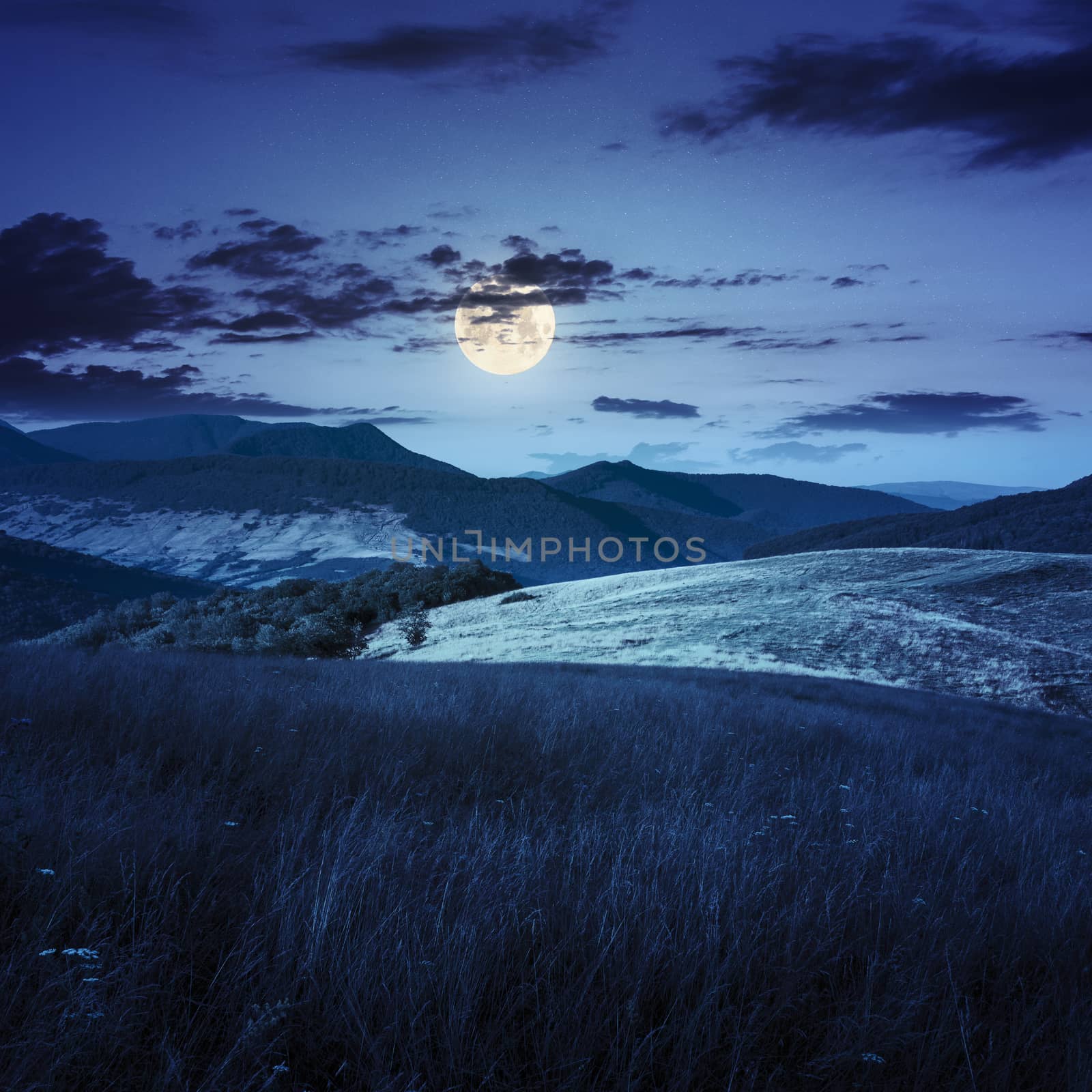 mountain summer landscape. trees near meadow and forest on hillside under  sky with clouds at night in full moon light