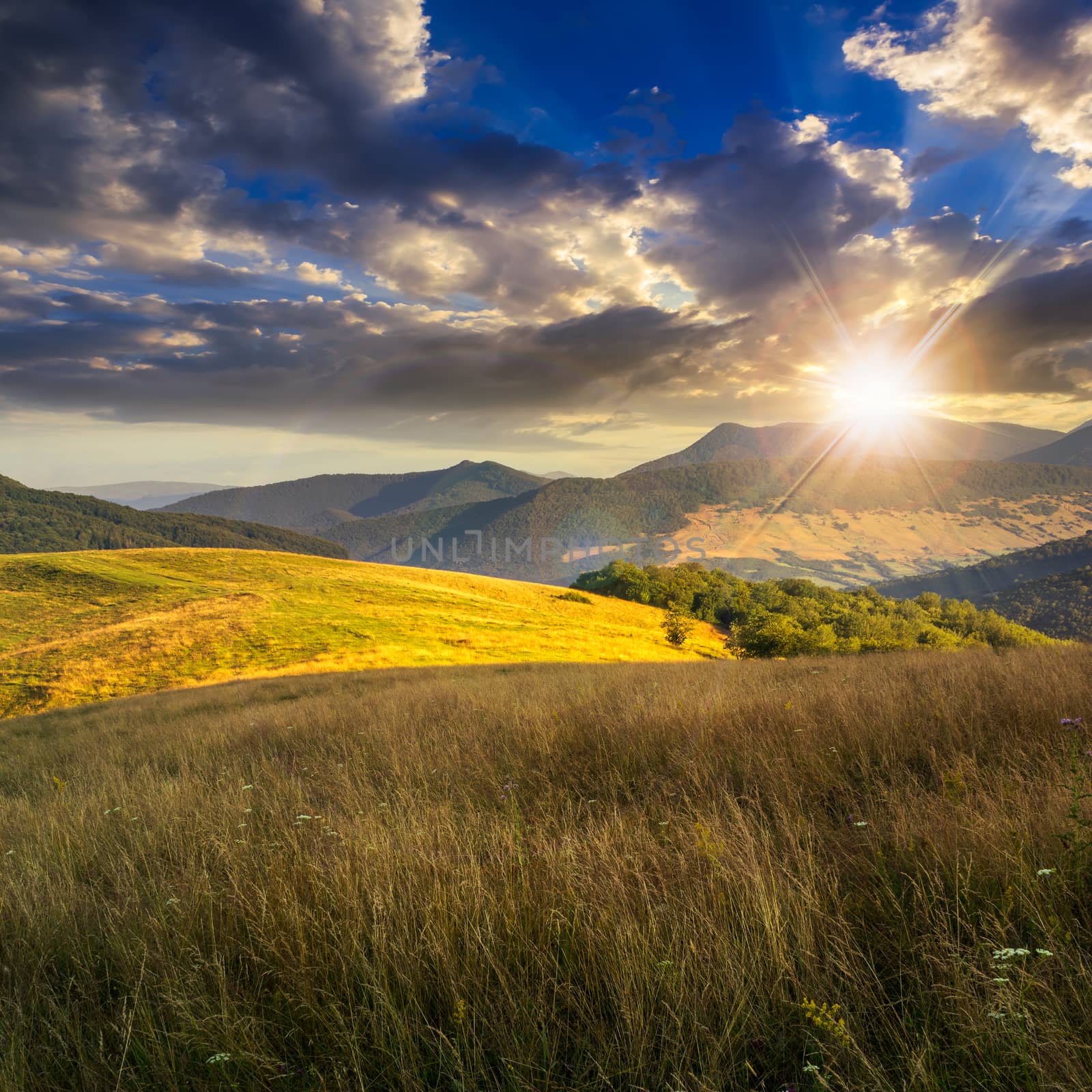 mountain summer landscape. trees near meadow and forest on hillside under  sky with clouds in rays of light at sunset