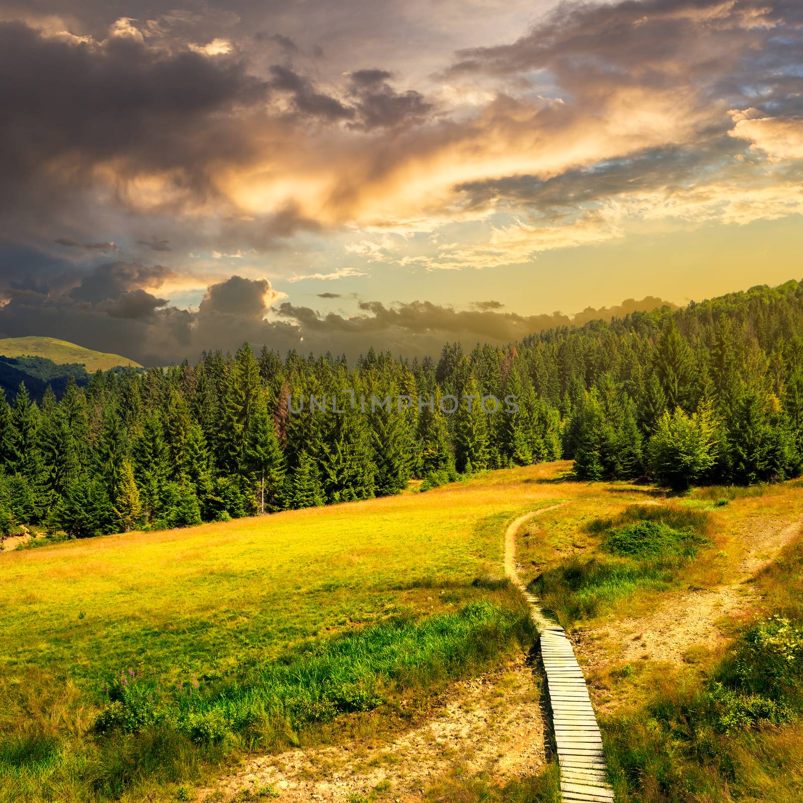 path with a wooden bridge near the lawn in the shade of pine trees of green forest in mountain at sunset