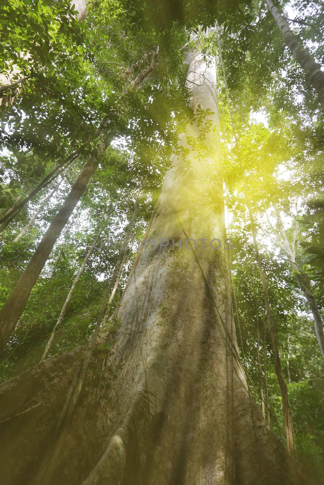 Green forest with ray of light              