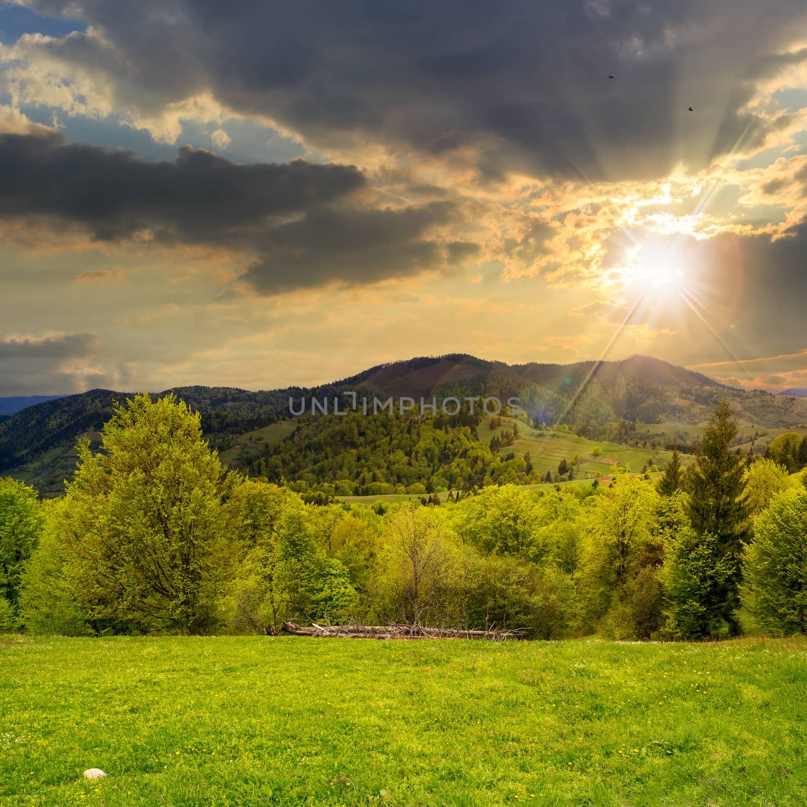 mountain summer landscape. trees near meadow and forest on hillside under  sky with clouds at sunset