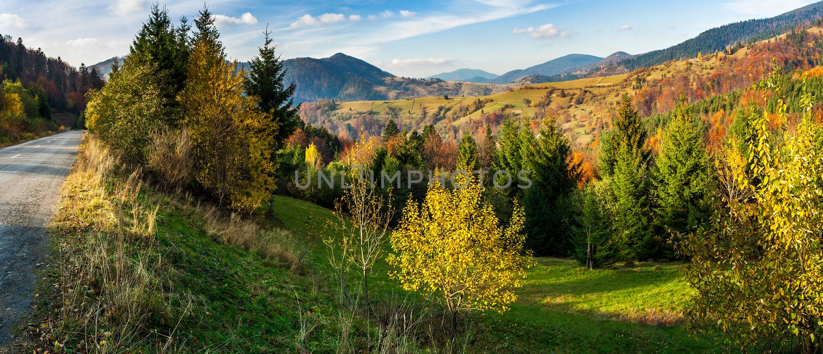 coniferous forest on a  mountain slope by Pellinni