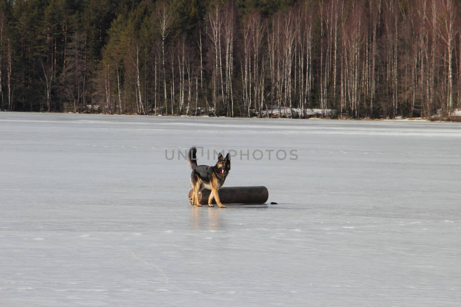 beautiful young Alsatian dog on the frozen lake