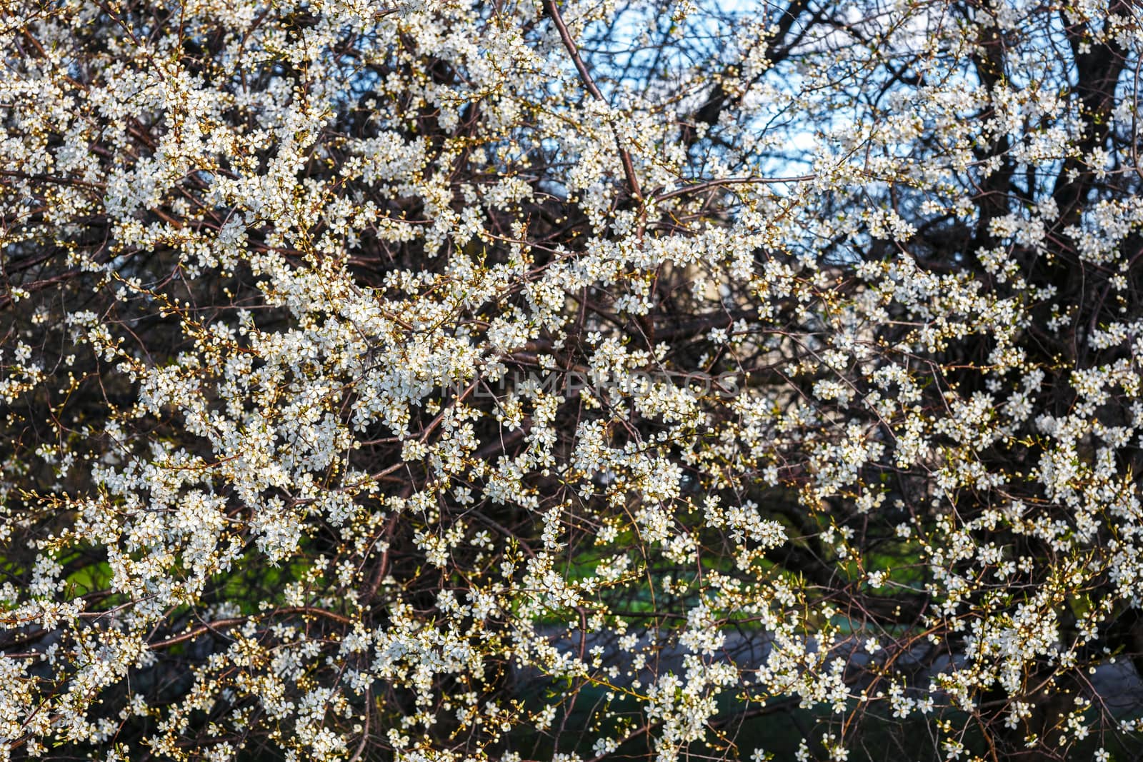 White cherry blossom in spring