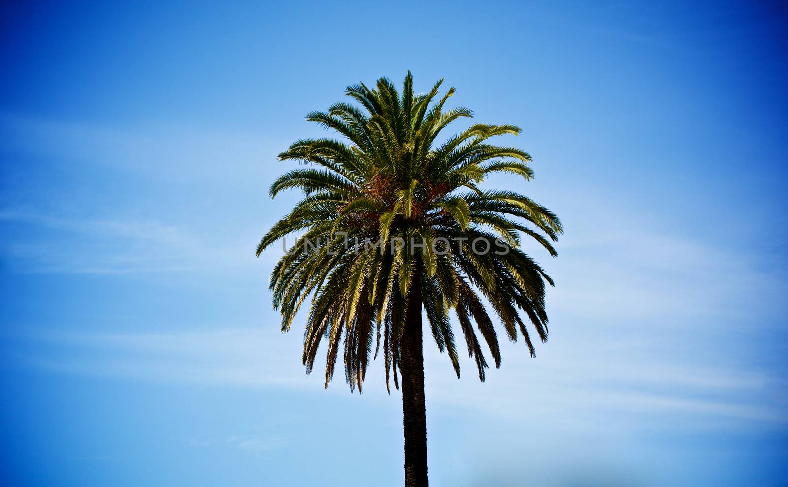 Single Palm Tree by zhekos