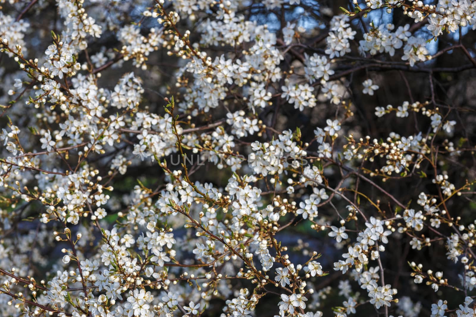 White cherry blossom in spring