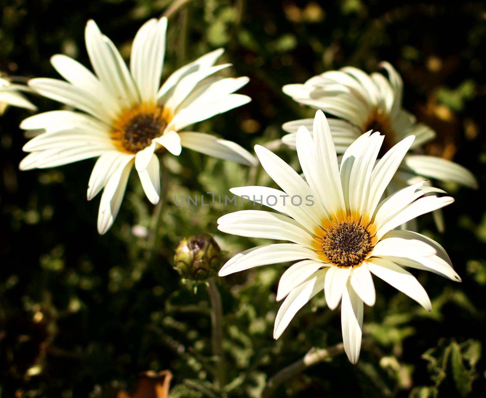 African Daisy Flowers (Arctotis Acaulis) closeup on Leafs and Stems background Outdoors. Focus on Foreground