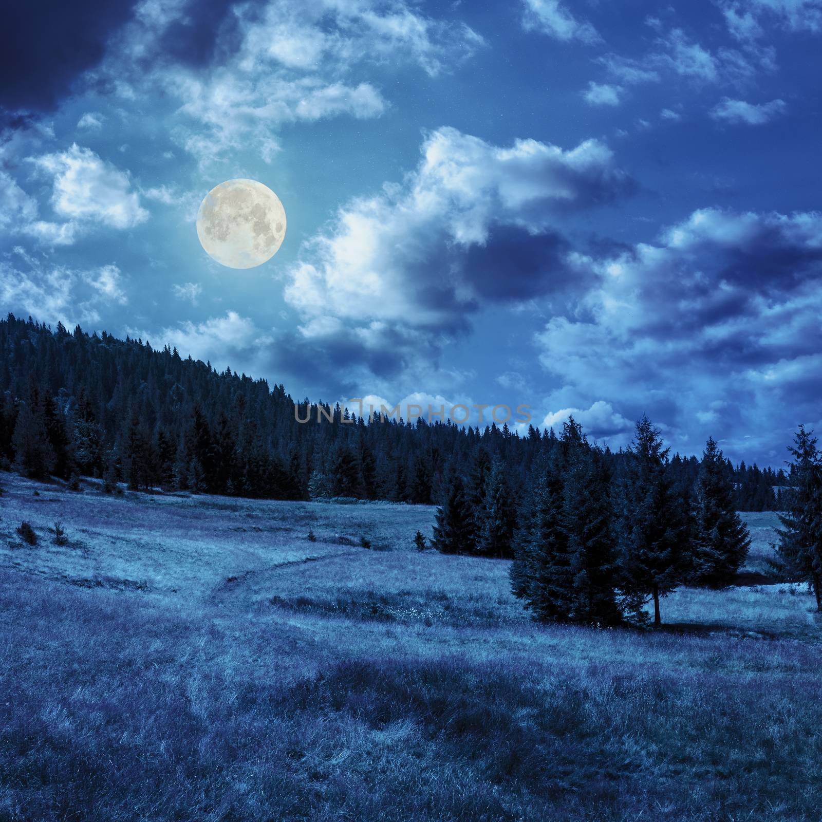 coniferous forest on a  mountain slope in moon linght by Pellinni