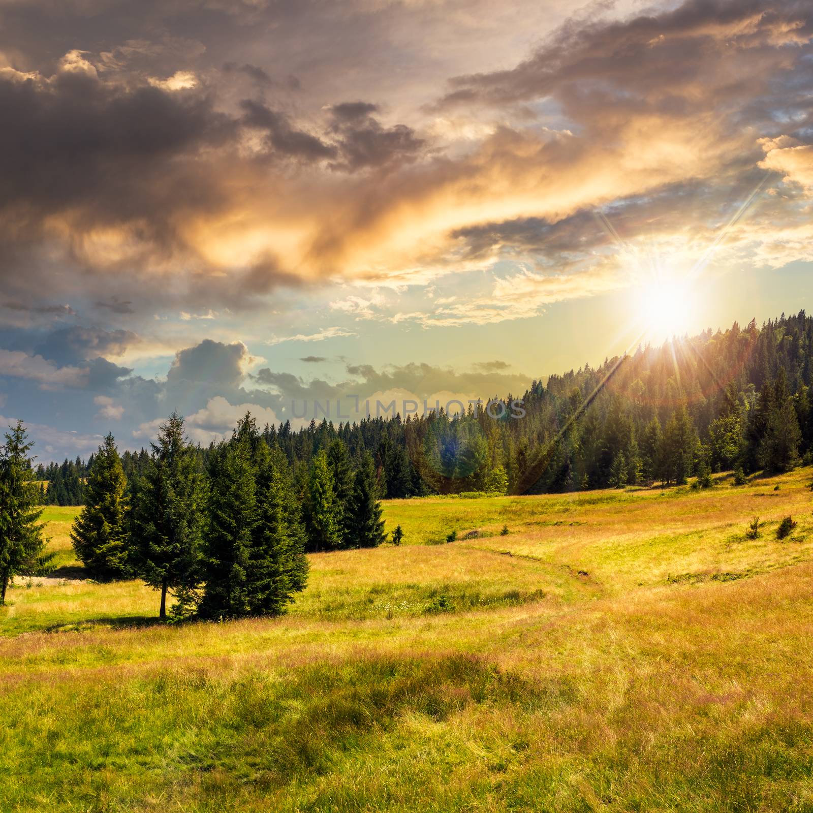 coniferous forest on a  mountain slope at sunset by Pellinni