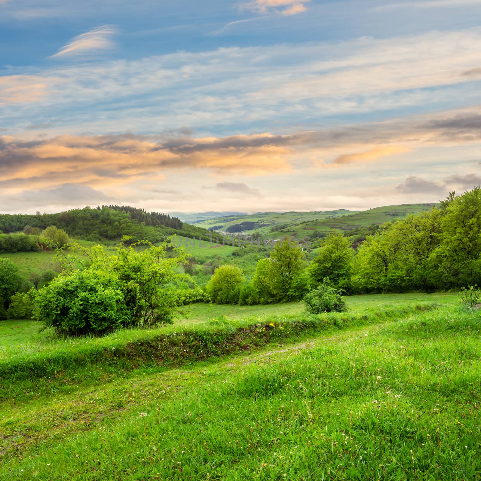 mountain summer landscape. pine trees near meadow and forest on hillside under  sky with clouds