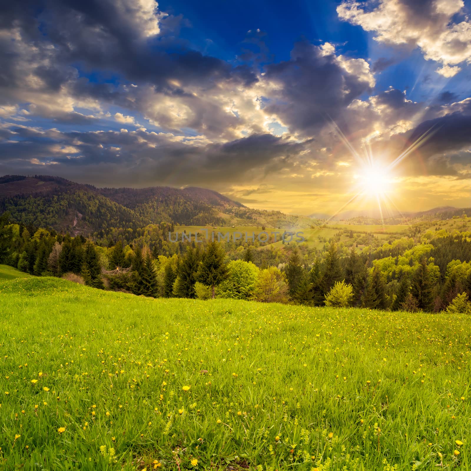 mountain autumn landscape. pine trees near meadow and forest on hillside under  sky with clouds at sunset