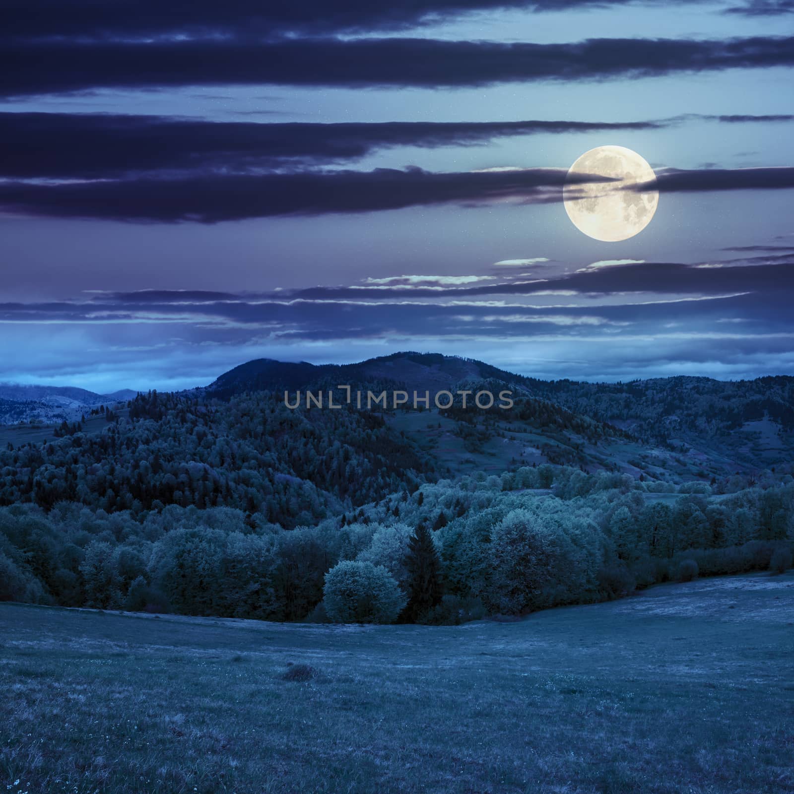 mountain summer landscape. pine trees near meadow and forest on hillside under  sky with clouds at night in full moon light