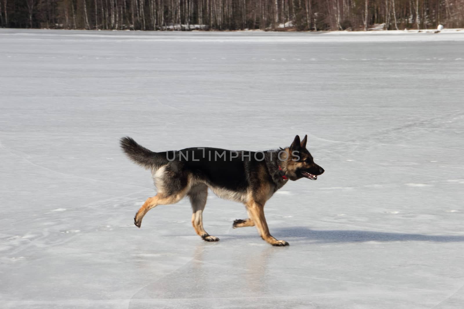 Alsatian dog on the frozen lake by Metanna