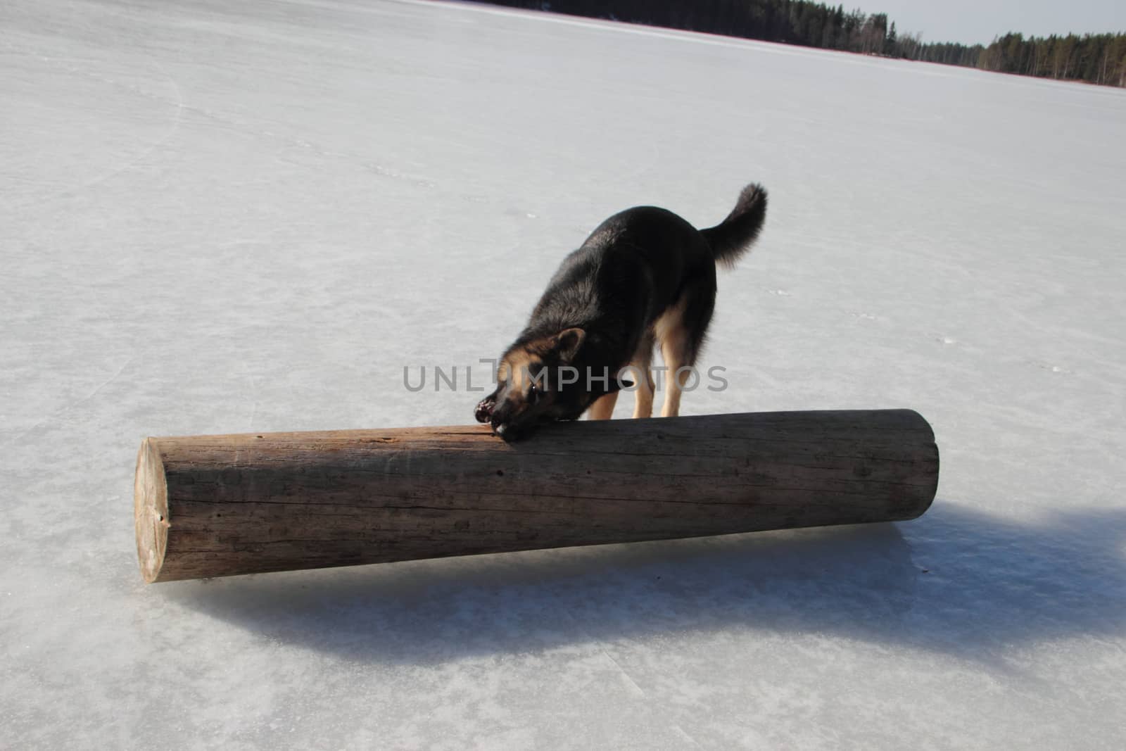 Alsatian dog on the frozen lake by Metanna