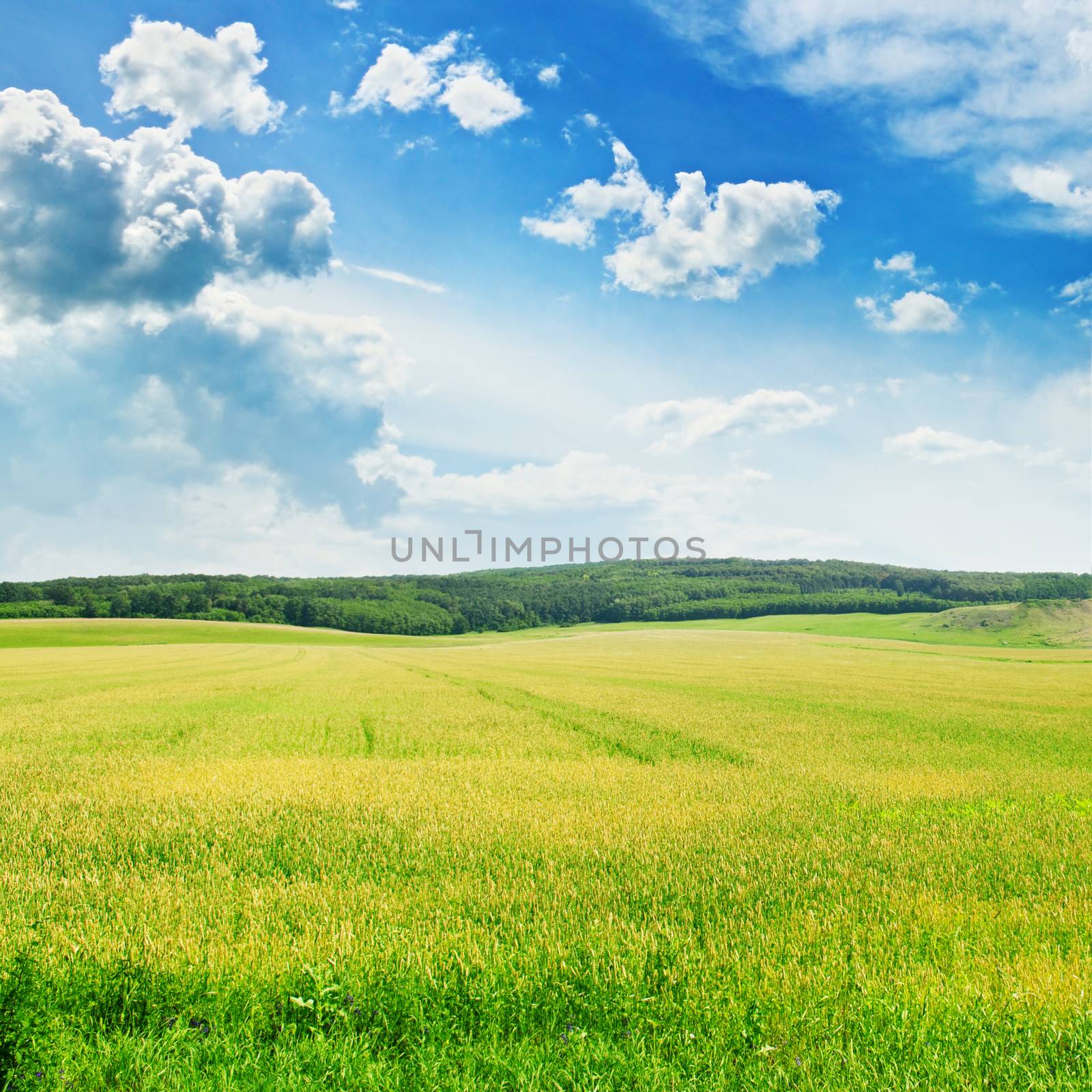  field and  sky by galina_velusceac