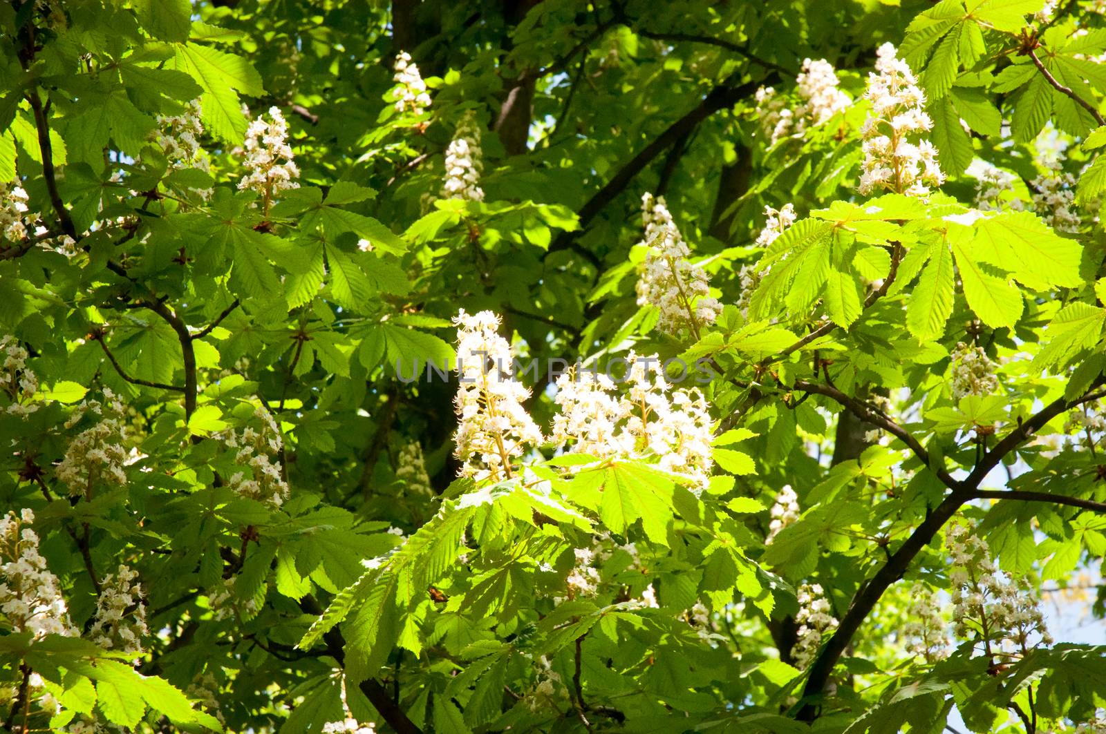 Horse chestnut blossom . by LarisaP