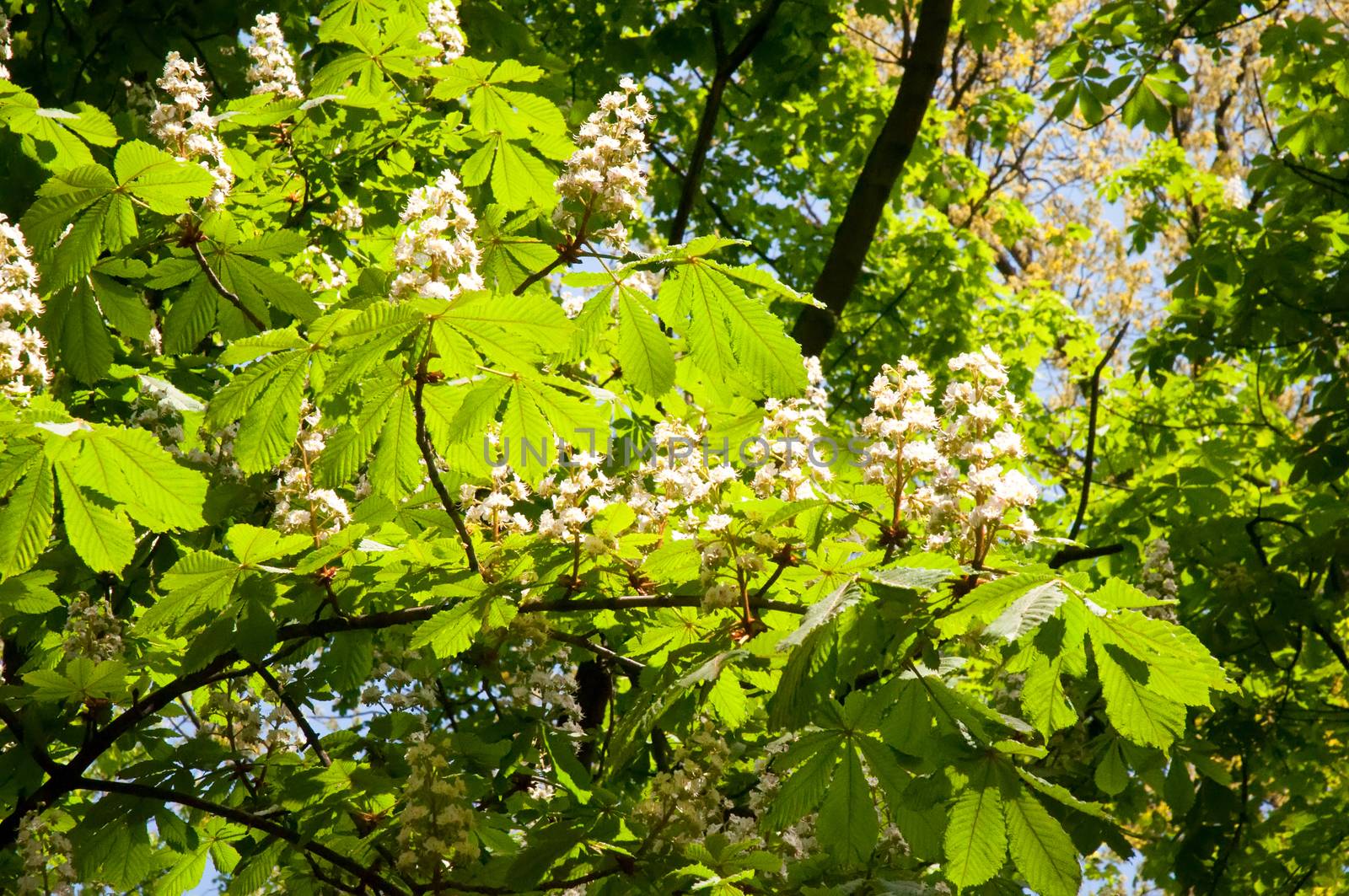 Blossoming chestnut tree in spring closeup.  Background .