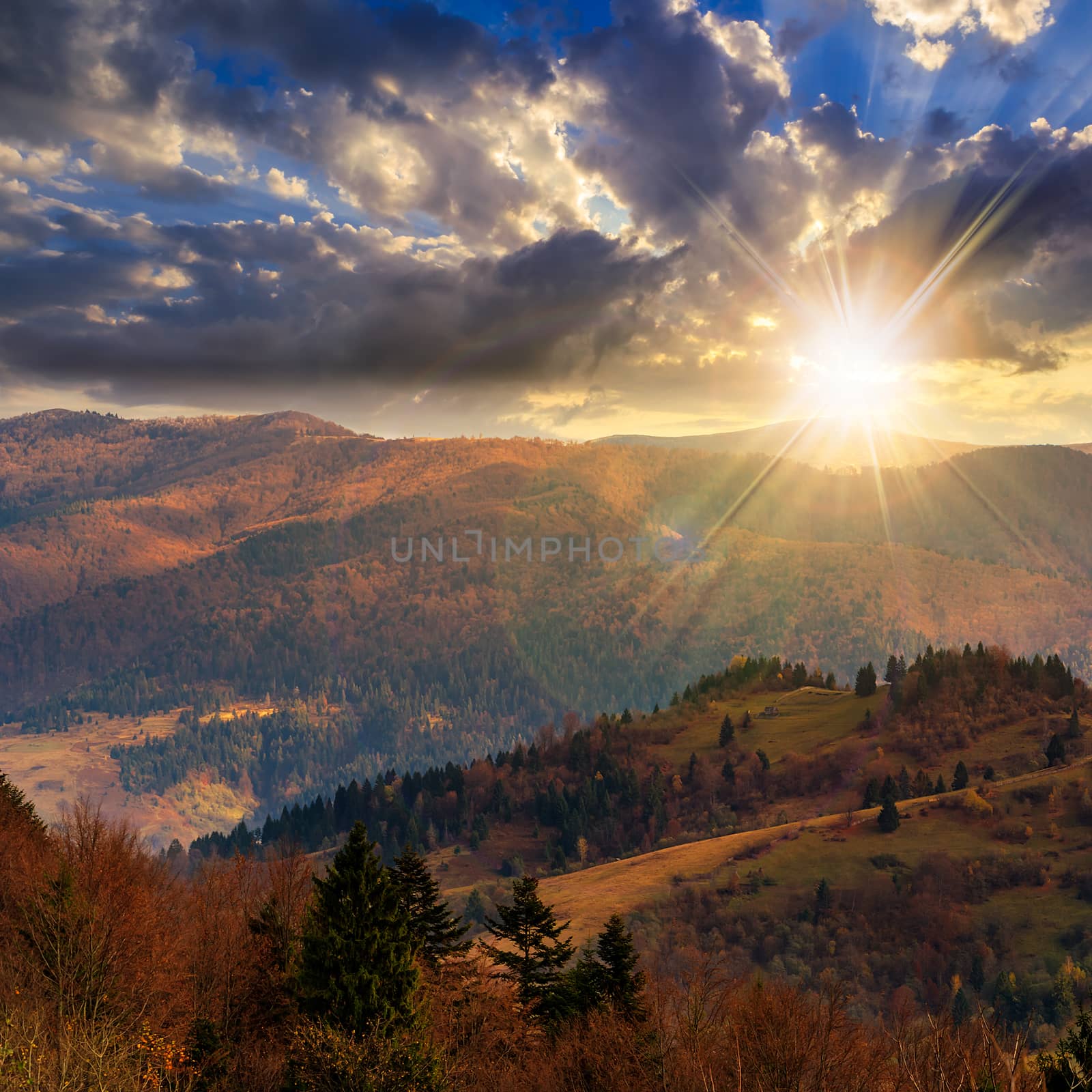 pine trees near valley in mountains  on hillside at sunset by Pellinni