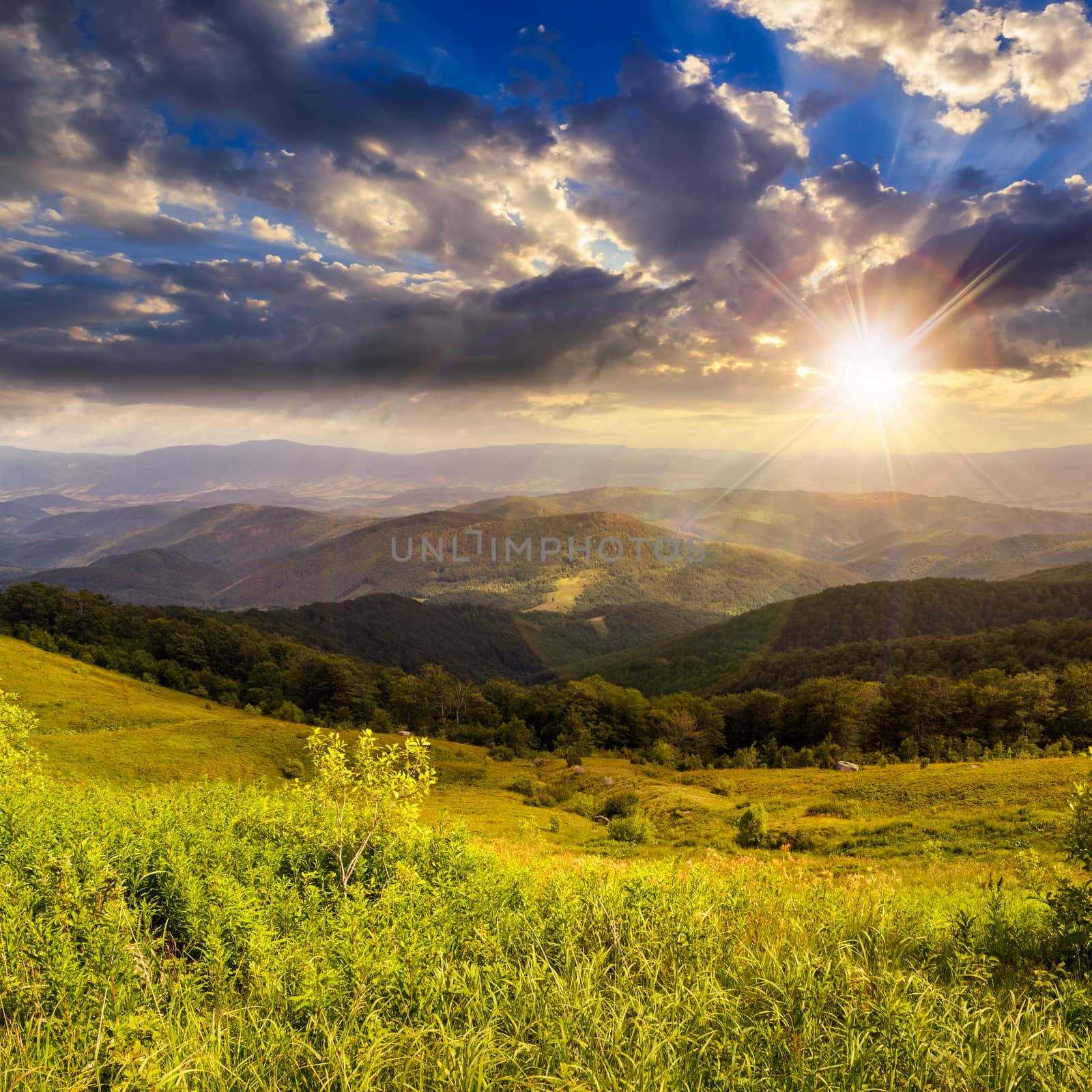 mountain summer landscape. pine trees near meadow and forest on hillside under  sky with clouds at sunset
