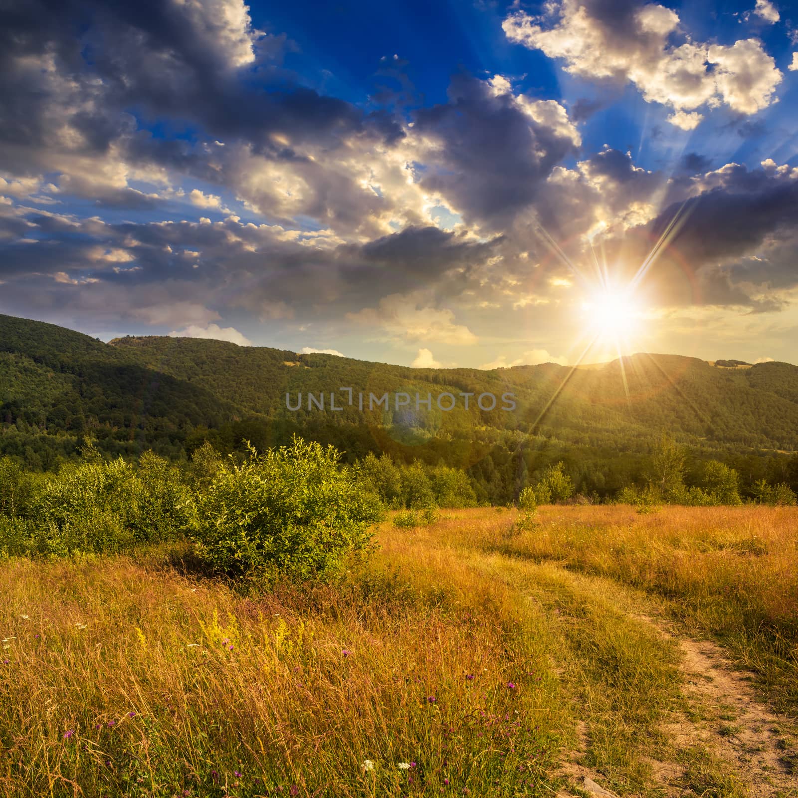 mountain summer landscape. meadow and forest on hillside under  sky with clouds at sunset
