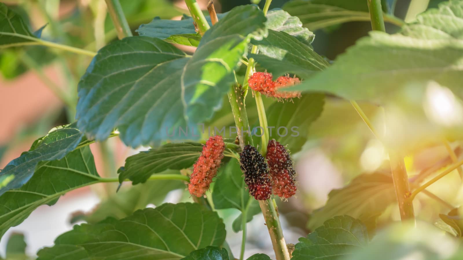 ripe mulberries fruit  in the green foliage