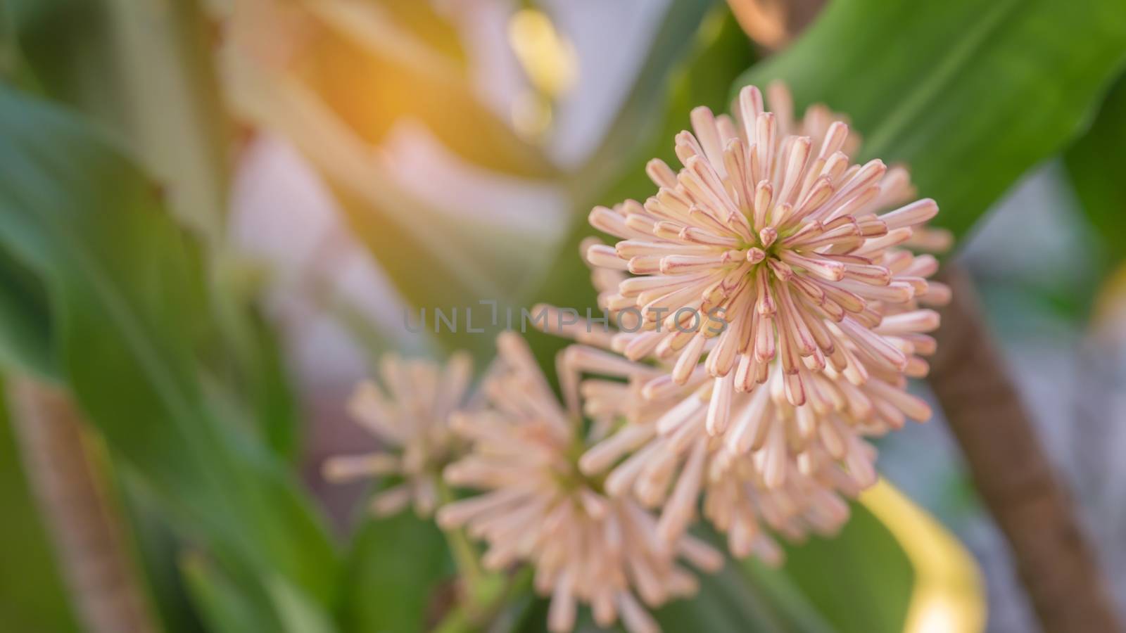 Cape of Good Hope flower with green leaves in garden