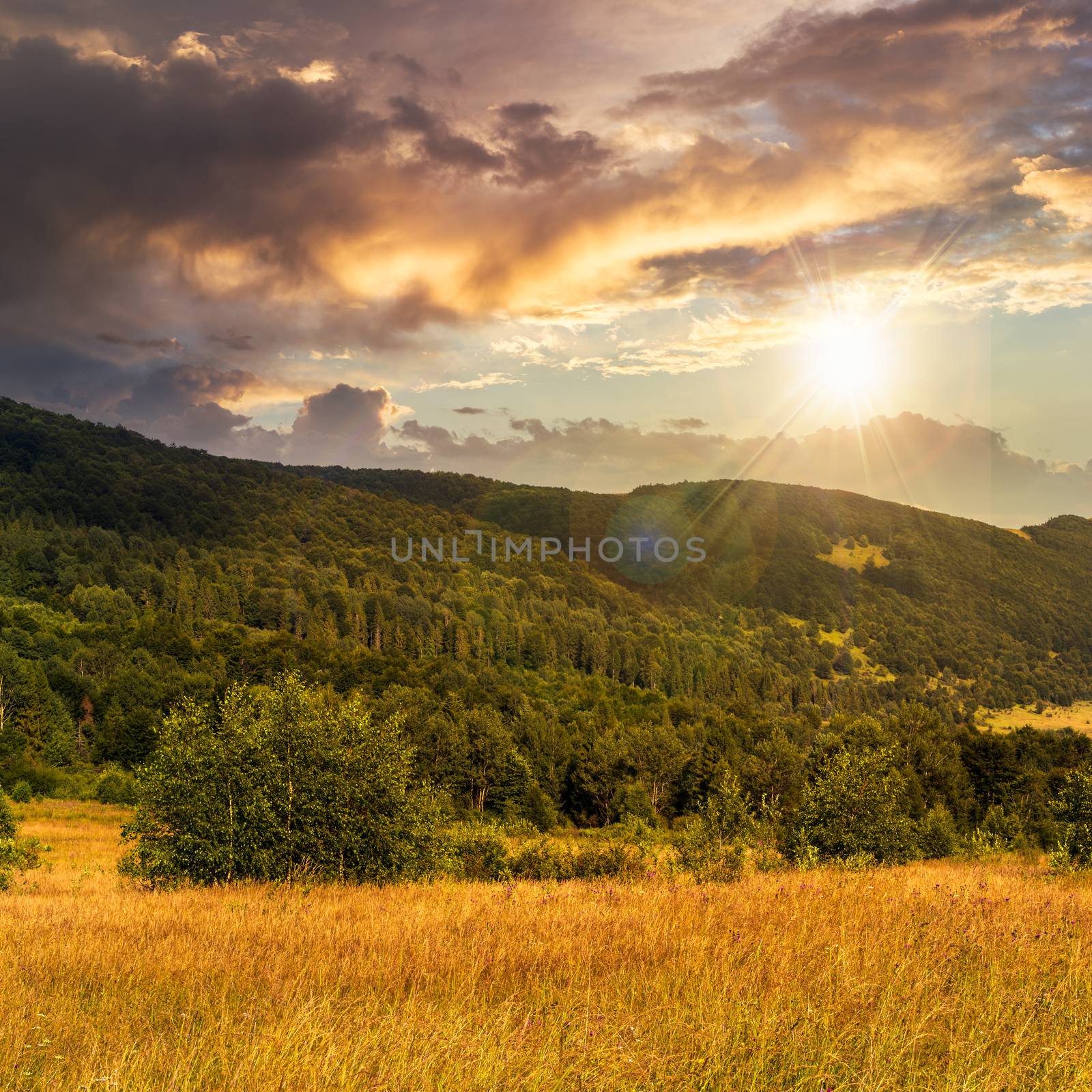 hillside meadow with forest in mountain at sunset by Pellinni
