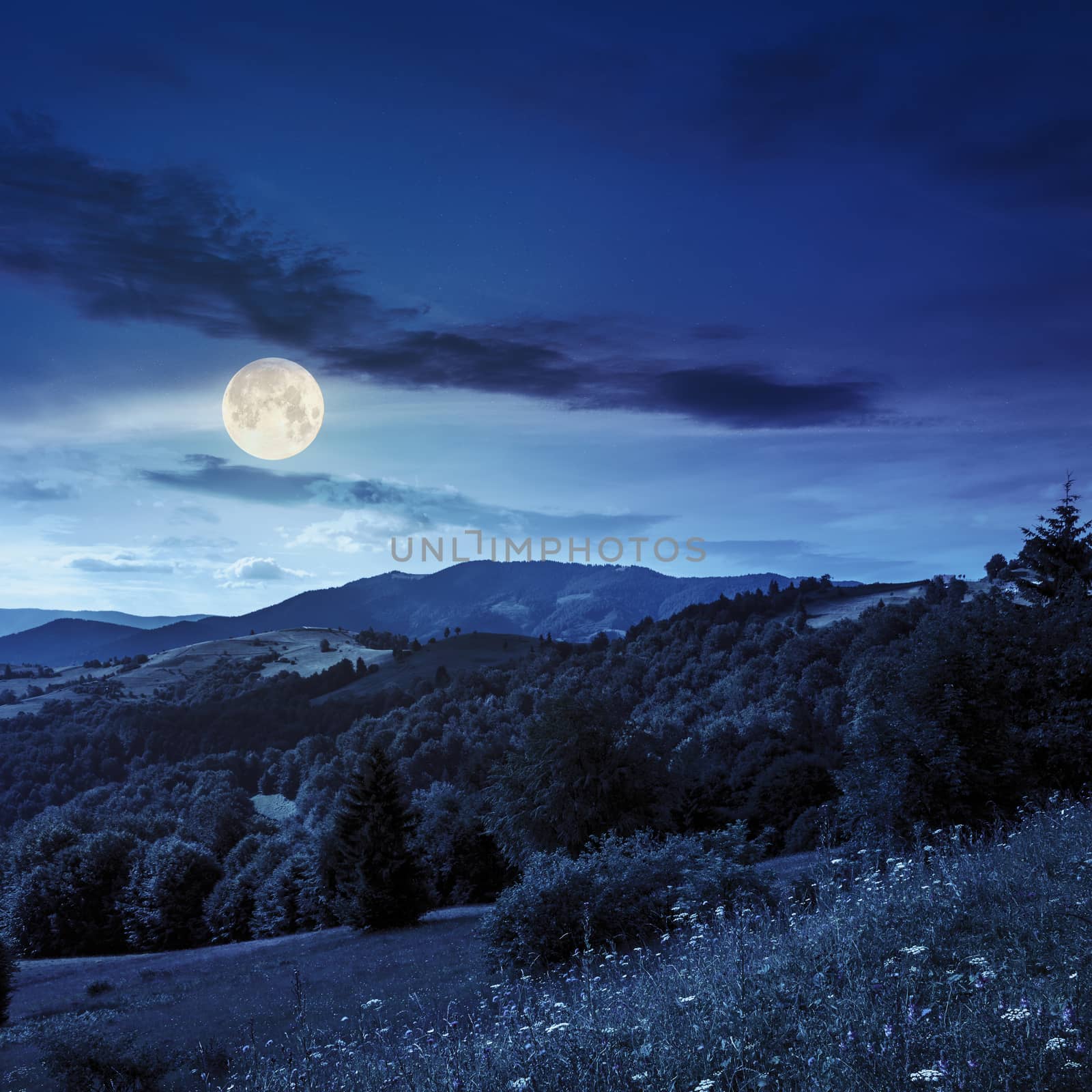 mountain summer landscape. pine trees near meadow and forest on hillside under  sky with clouds at night