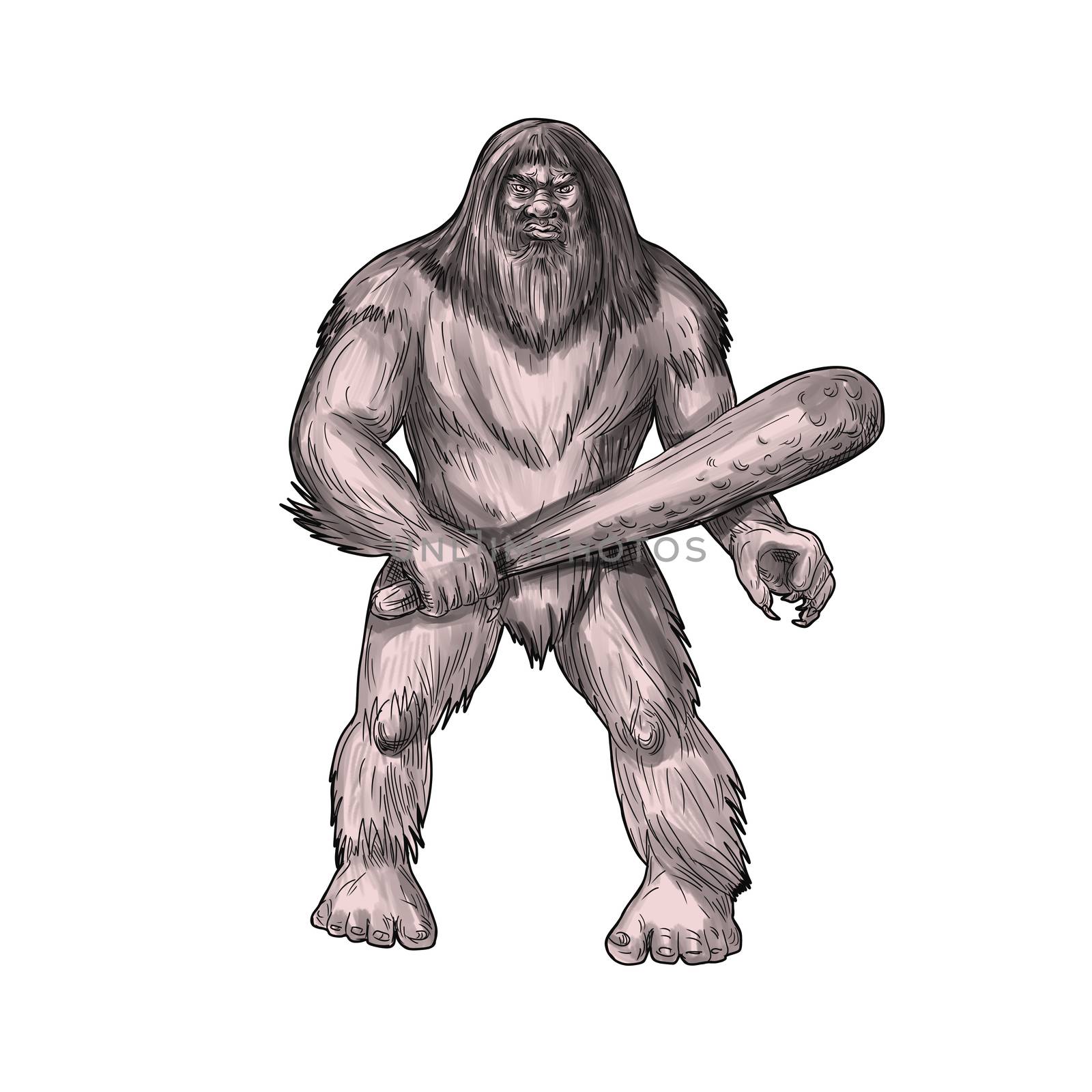 Tattoo style illustration of a Bigfoot or Sasquatch, a simian-like creature of American folklore that  inhabit forests, usually described as a large, hairy, bipedal humanoid standing holding club viewed from front set on isolated white background. 