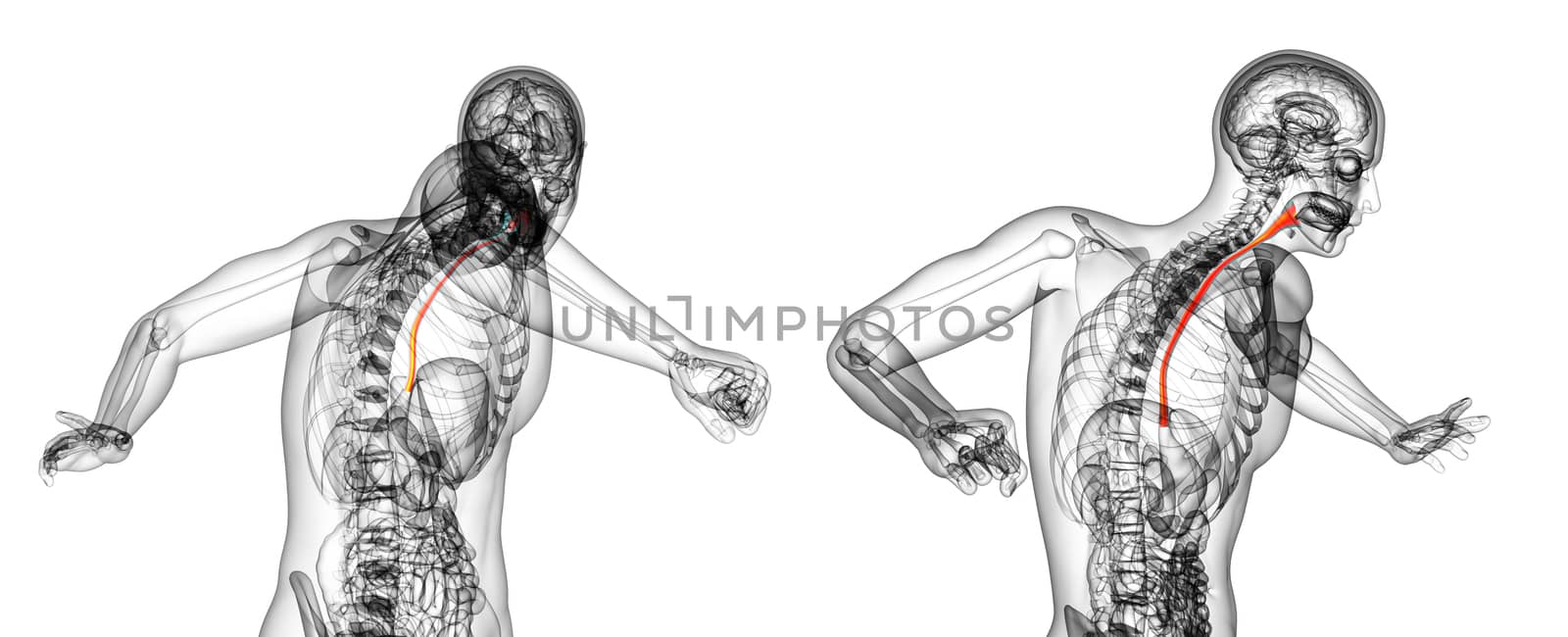 3d rendering illustration of the esophagus 