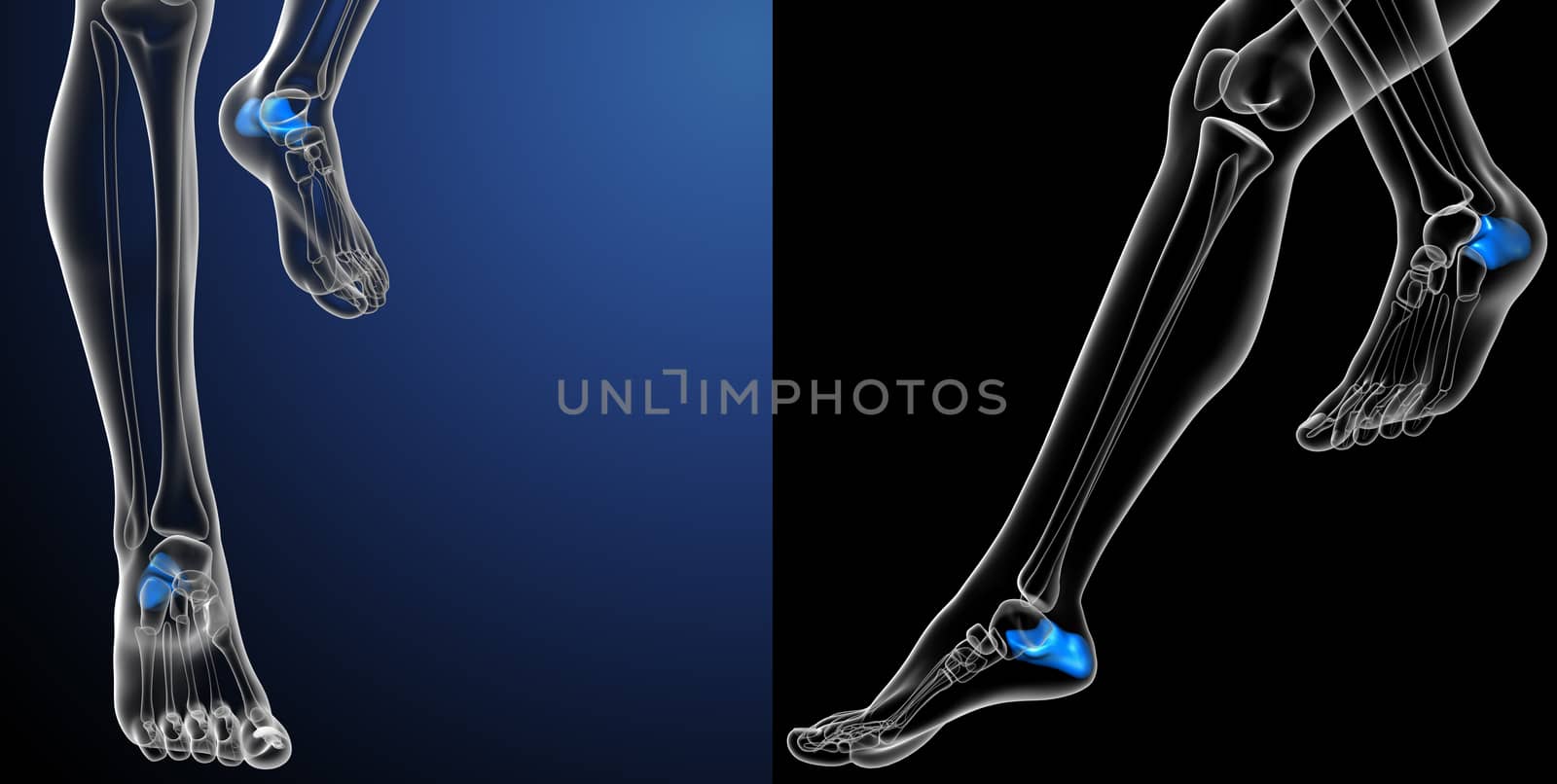 3d rendering medical illustration of the calcaneus