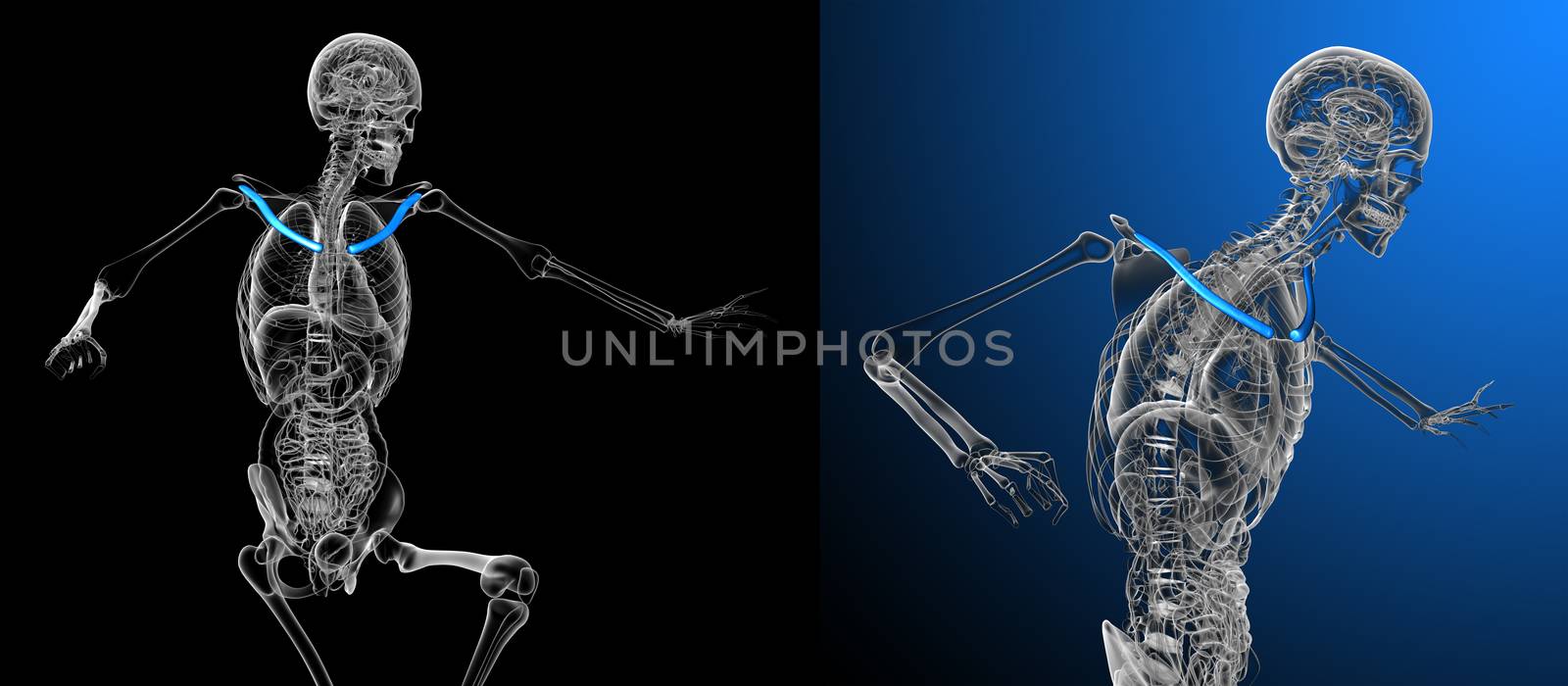 3d rendering medical illustration of the clavicle bone